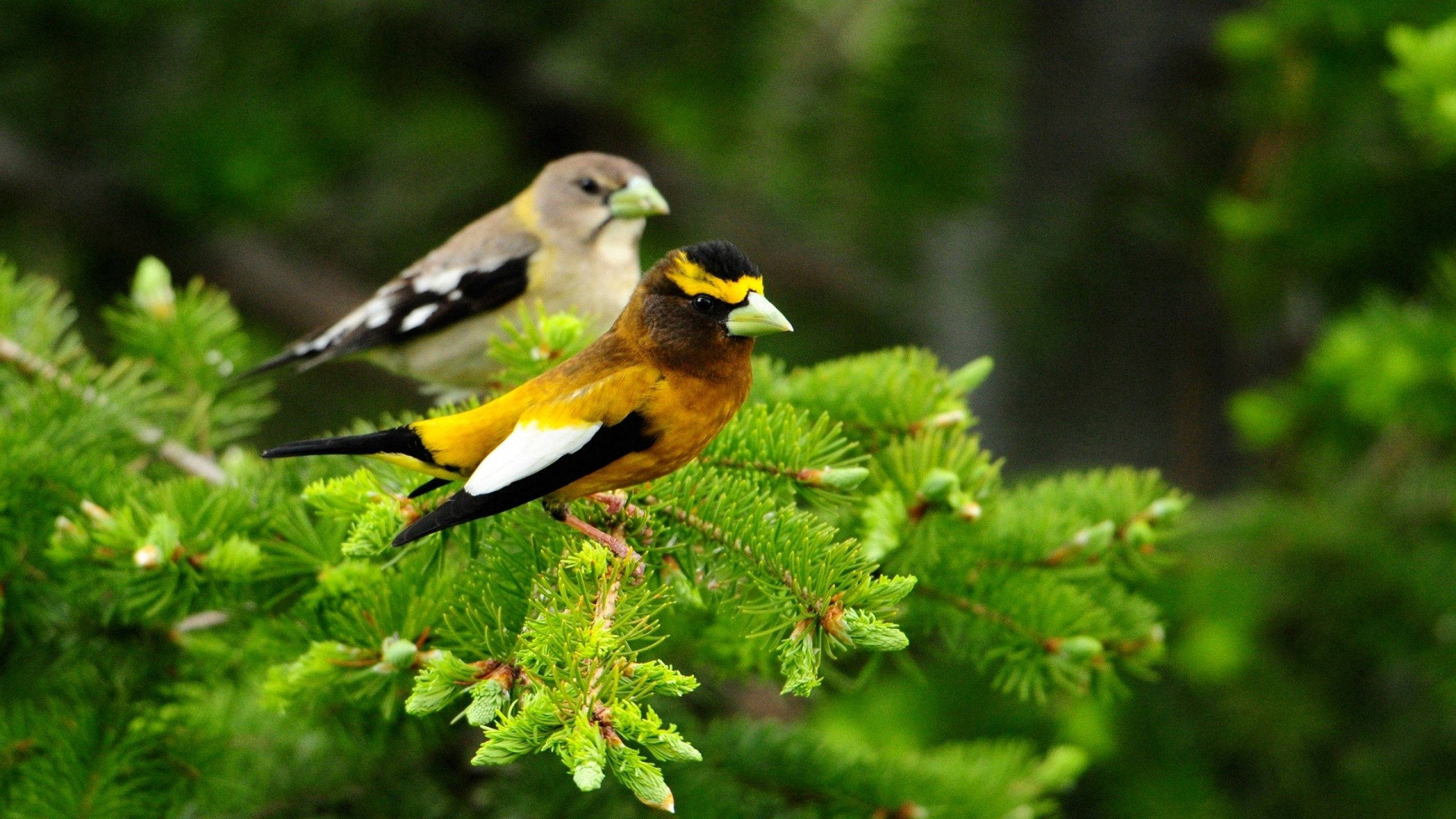 two birds, lush green pine branches, soft blurred forest background, 2K Desktop Wallpaper