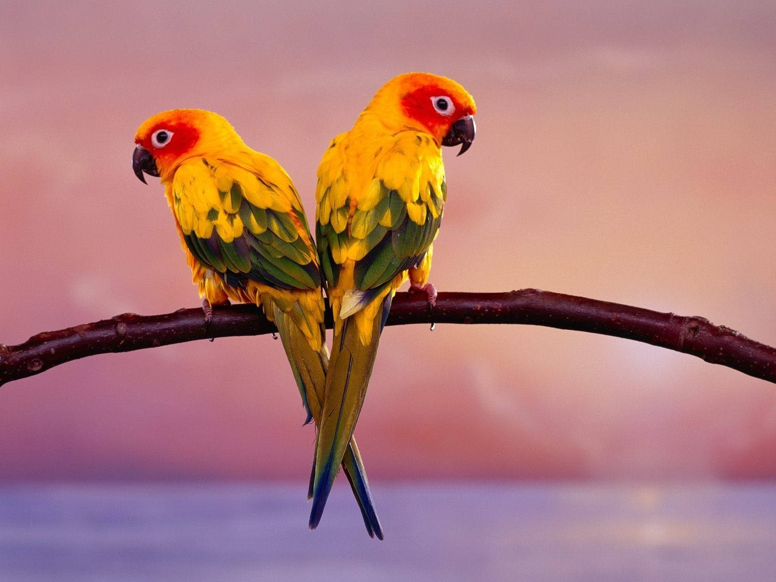 yellow love birds, sun conures, pink and purple sunset sky, HD Desktop Wallpaper