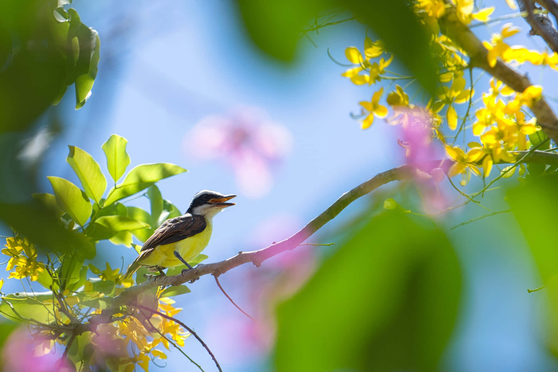 yellow bird, blossoming branch, vibrant green leaves, Full HD Desktop Wallpaper