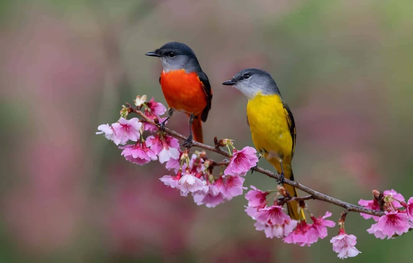 Spring Birds, pink cherry blossoms, branch, HD Desktop Wallpaper