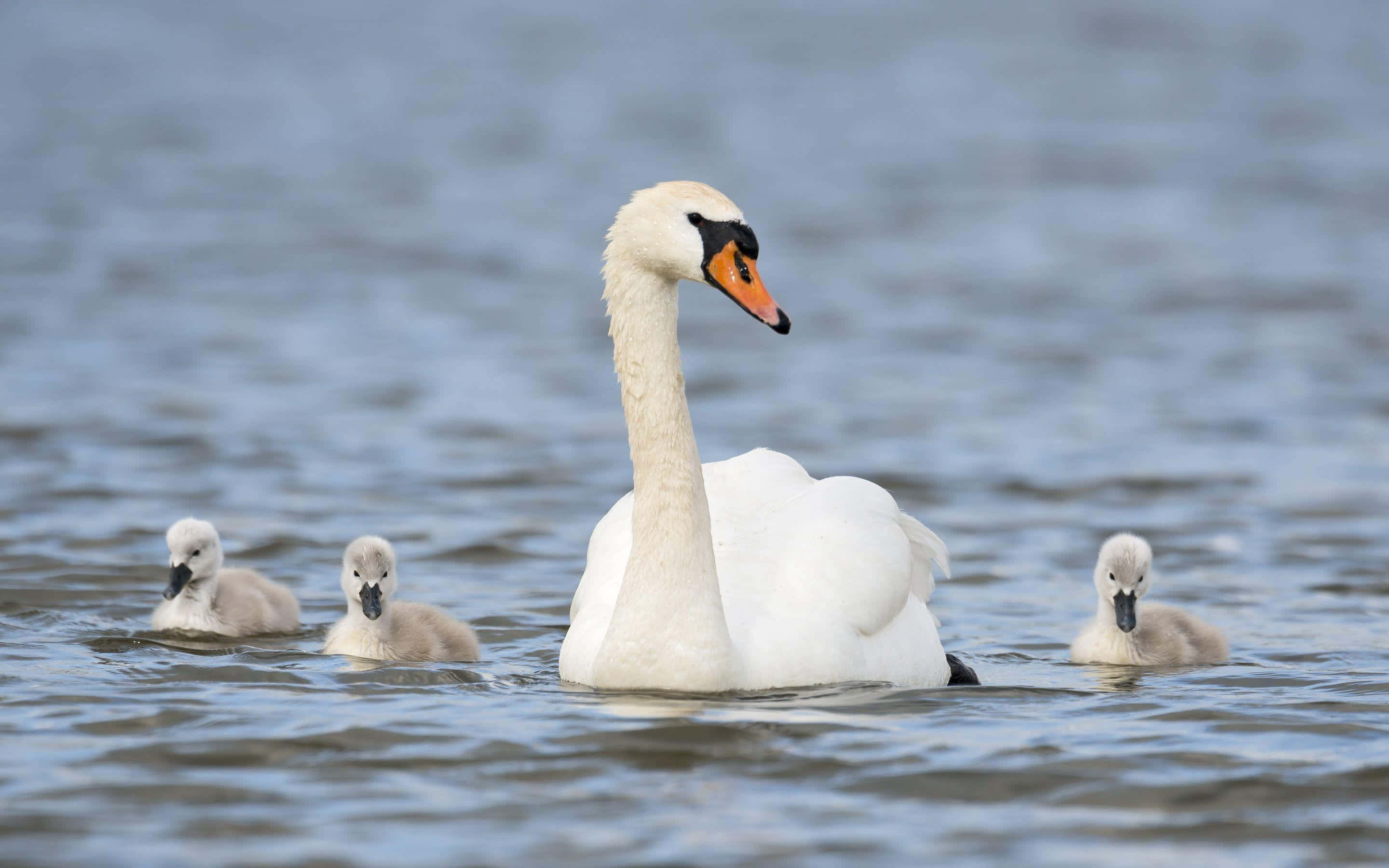 swan, cygnets, calm waters, 2K Desktop Wallpaper