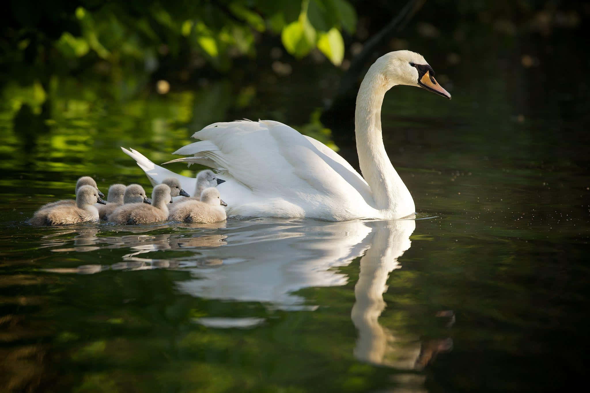 swan, cygnets, calm water, Full HD Desktop Wallpaper