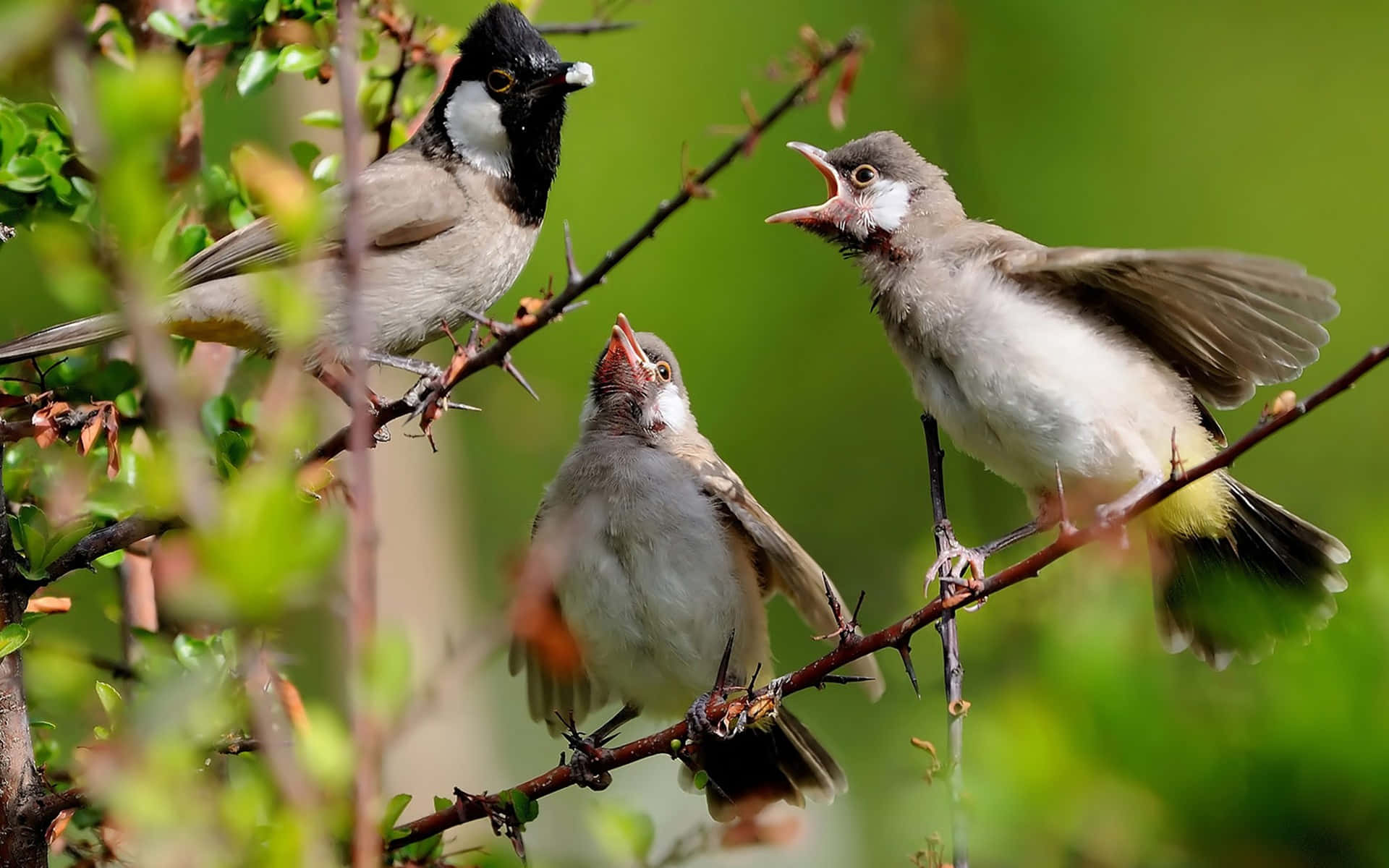 birds feeding time branch, thorny branches, adult bird, Full HD Desktop Wallpaper