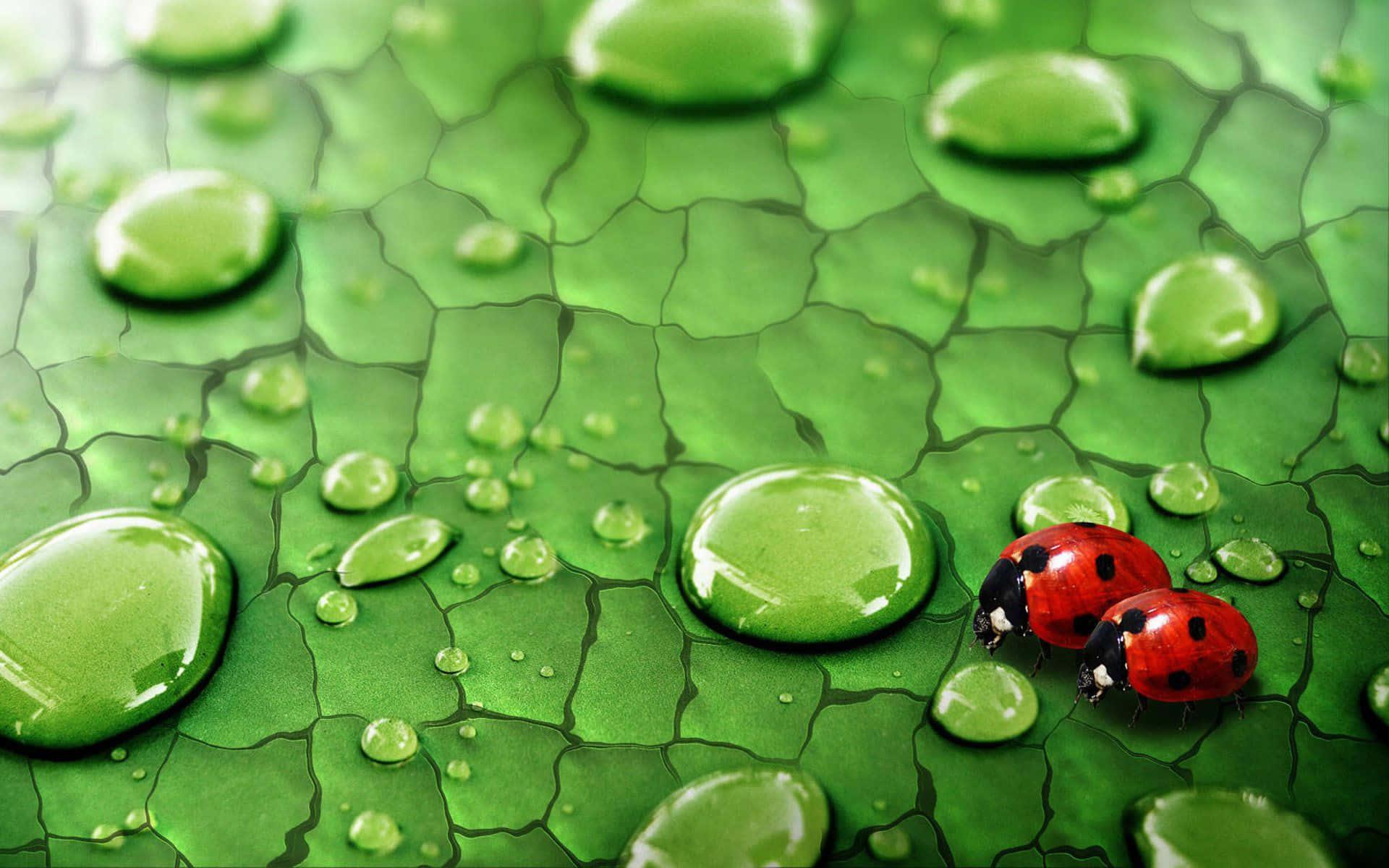 ladybirdson dewy leaf, red ladybugs, vibrant green leaf, Full HD Desktop Wallpaper