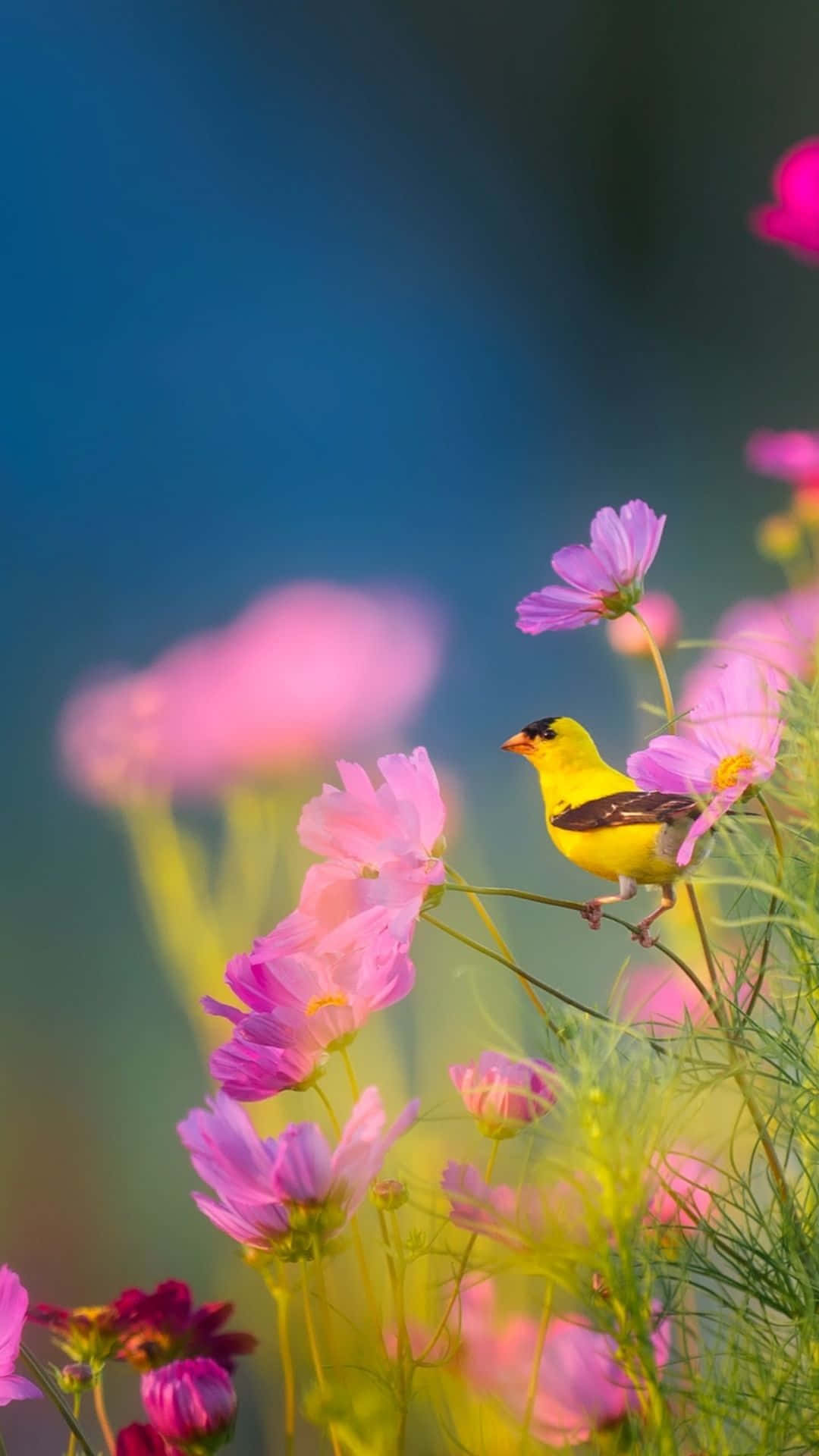 springtime bird, cosmos flowers, pink cosmos flower, Full HD Phone Wallpaper