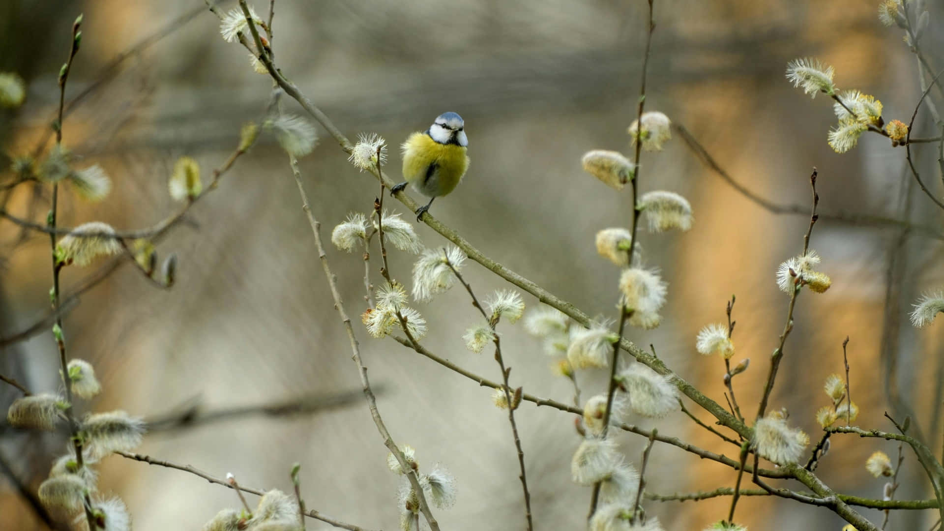 blue tit, willow branch, fluffy white catkins, Full HD Desktop Wallpaper
