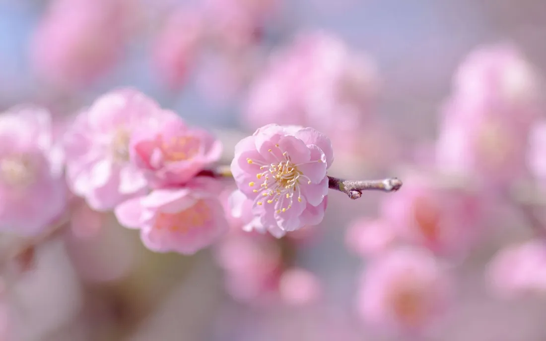 Spring Bloom