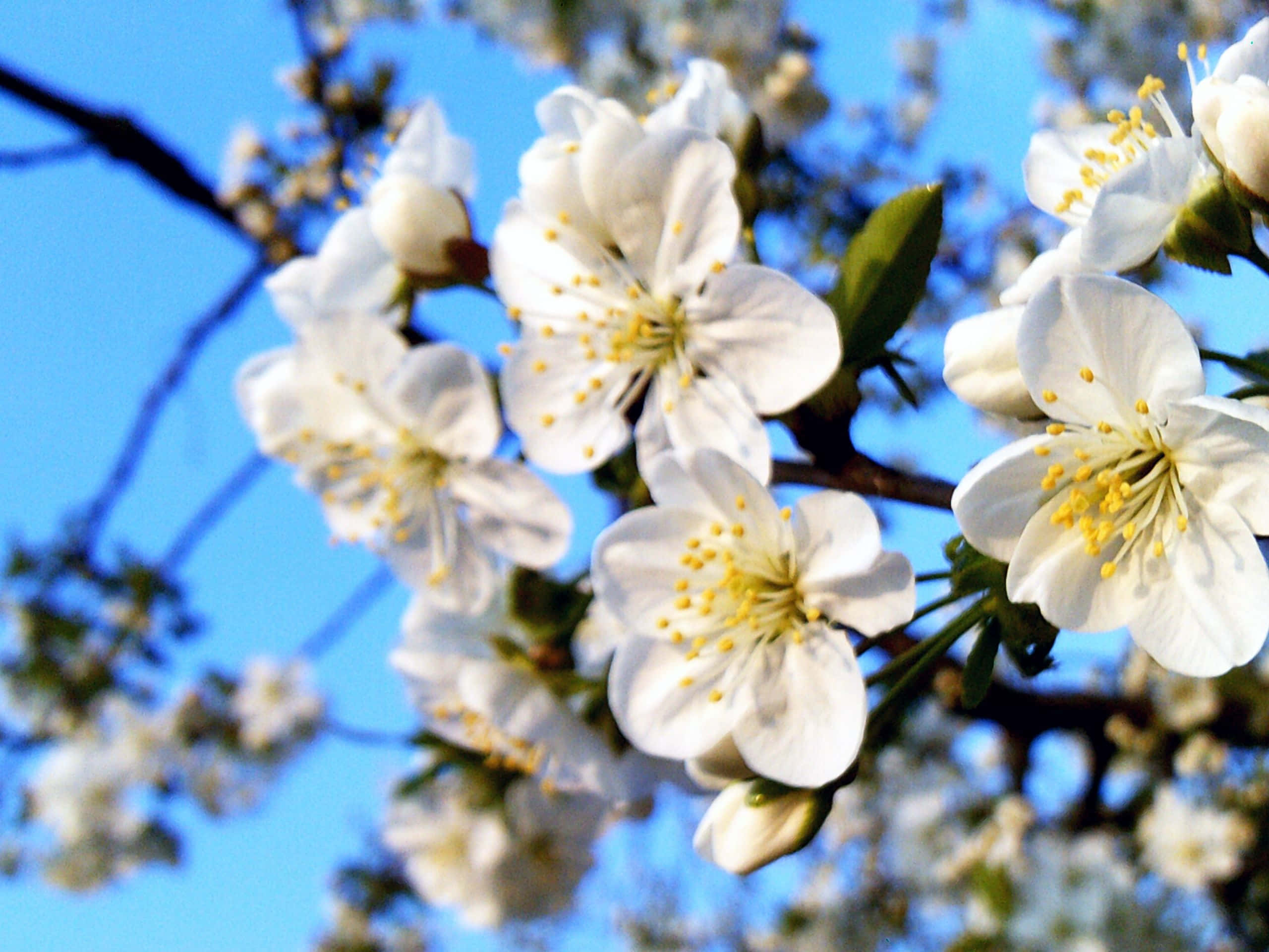 Spring Bloom, white cherry blossoms, yellow stamens, 2K Desktop Wallpaper
