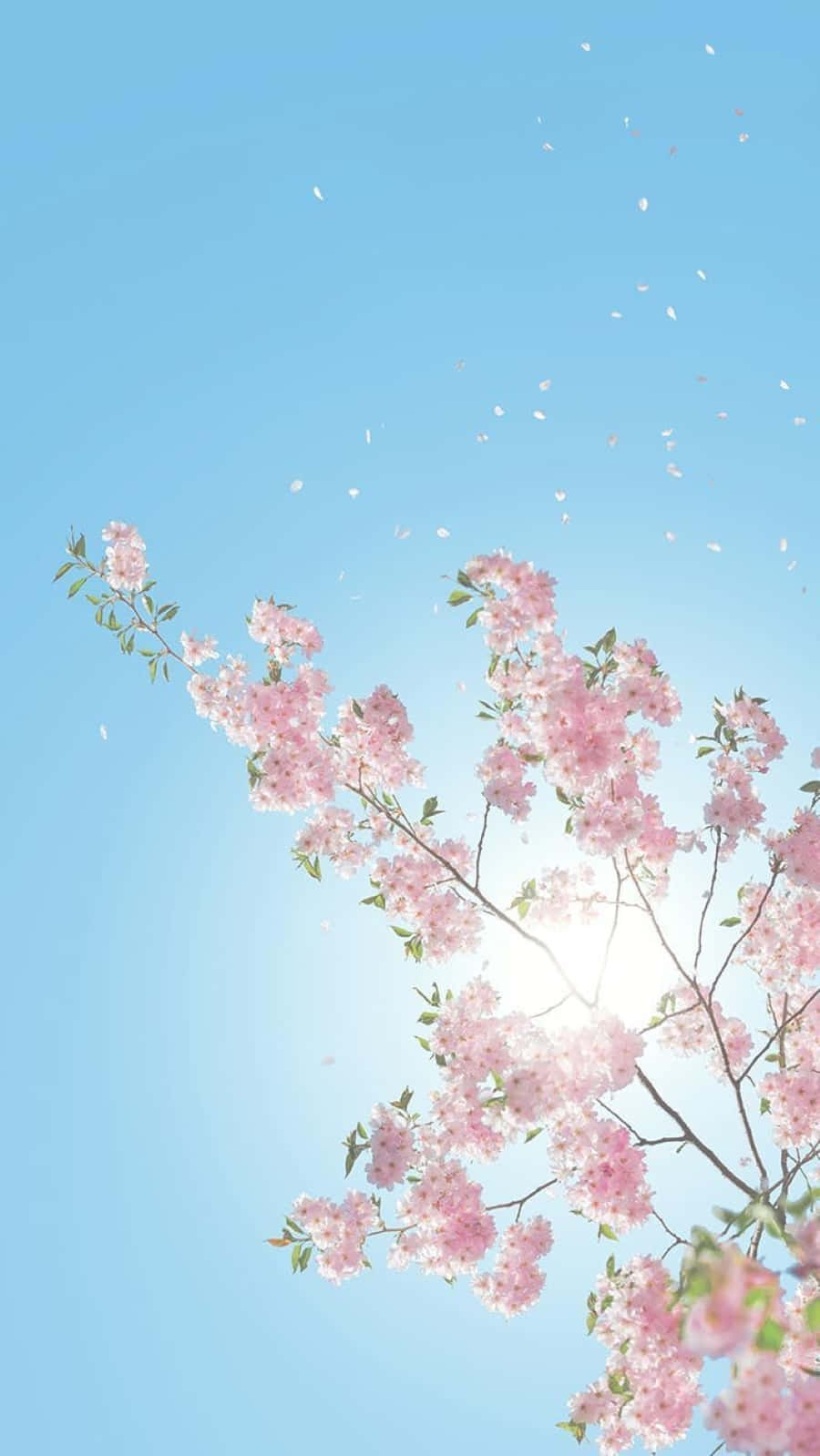 Spring Bloom, pink cherry blossoms, clear blue sky, HD Phone Wallpaper