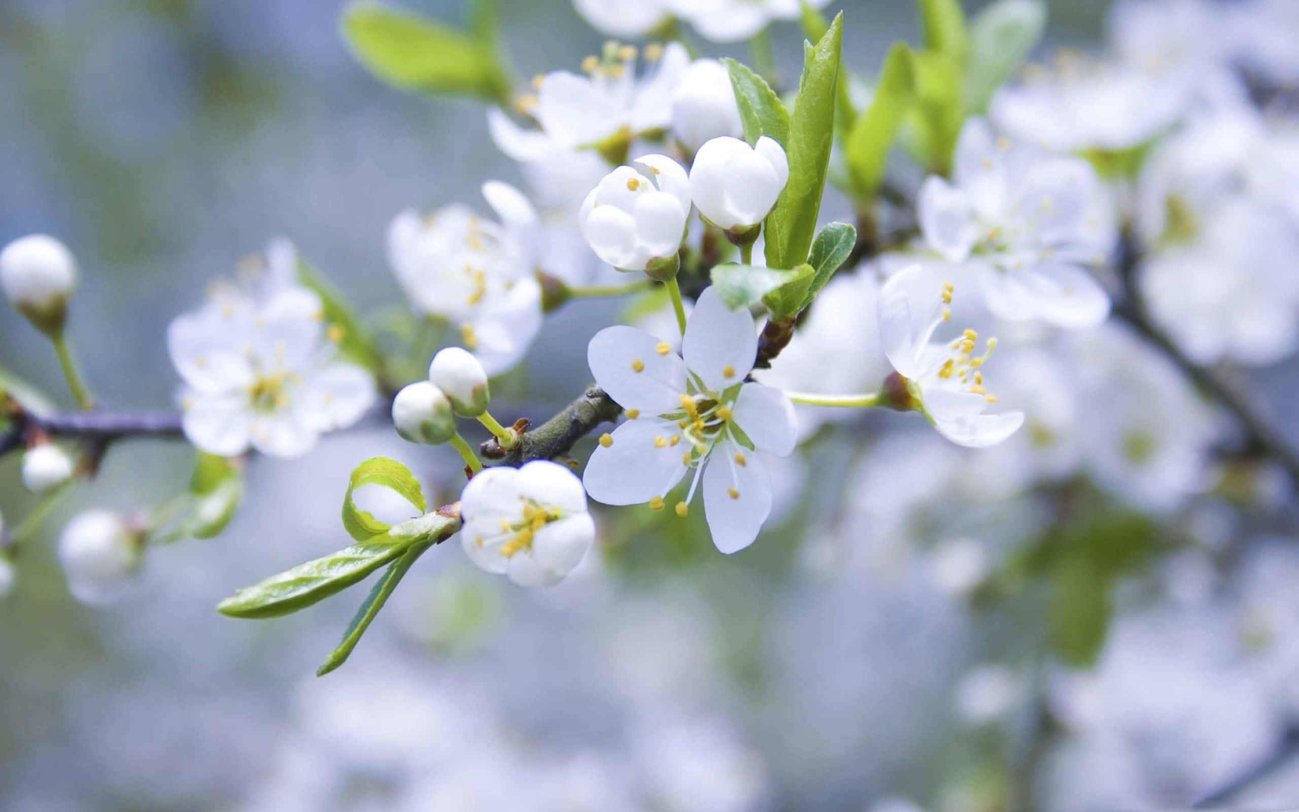 spring bloom, bright, blooming spring flowers, lush meadow, 2K Desktop Wallpaper