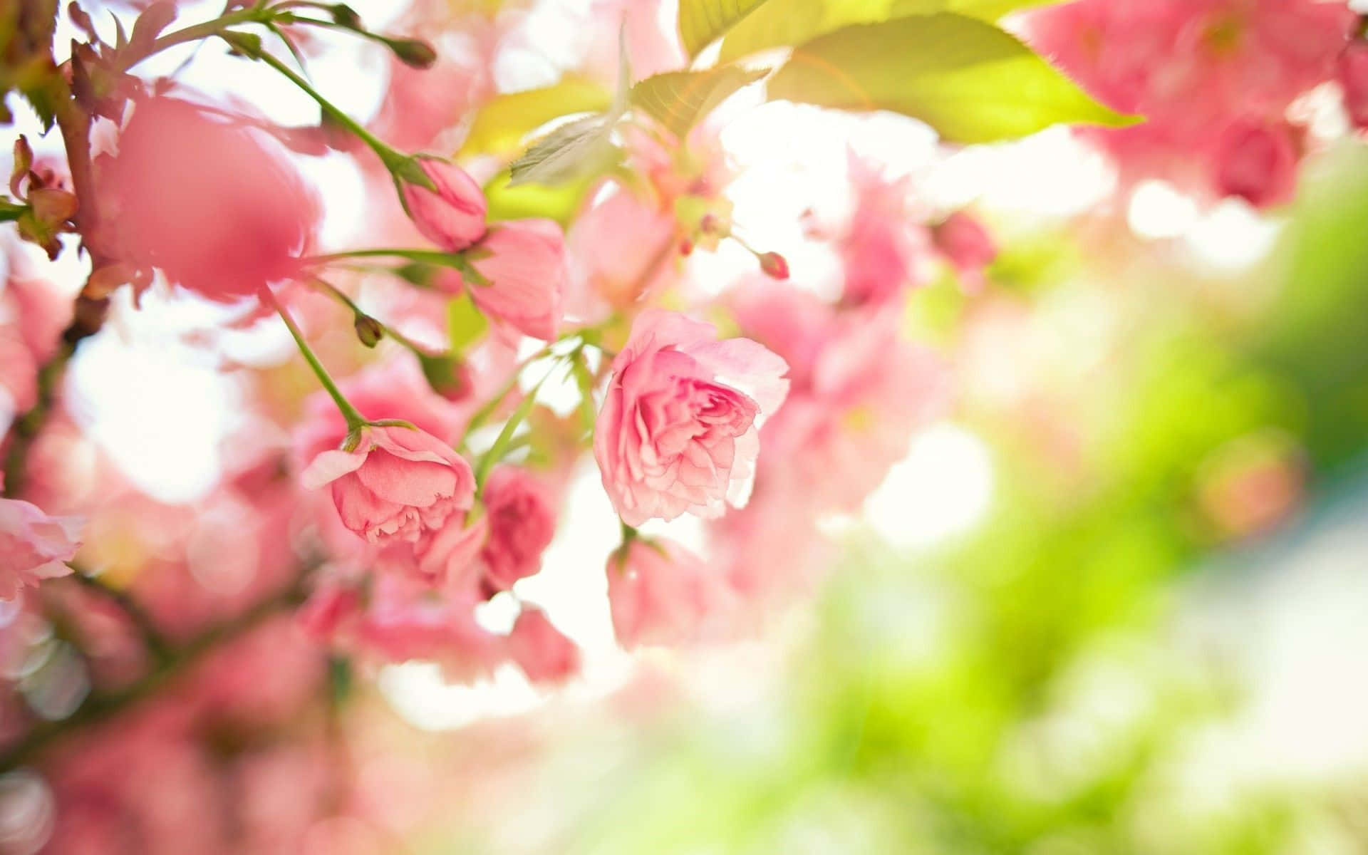 Spring Bloom, soft pink cherry blossoms, bright blurred green and white background, Full HD Desktop Wallpaper