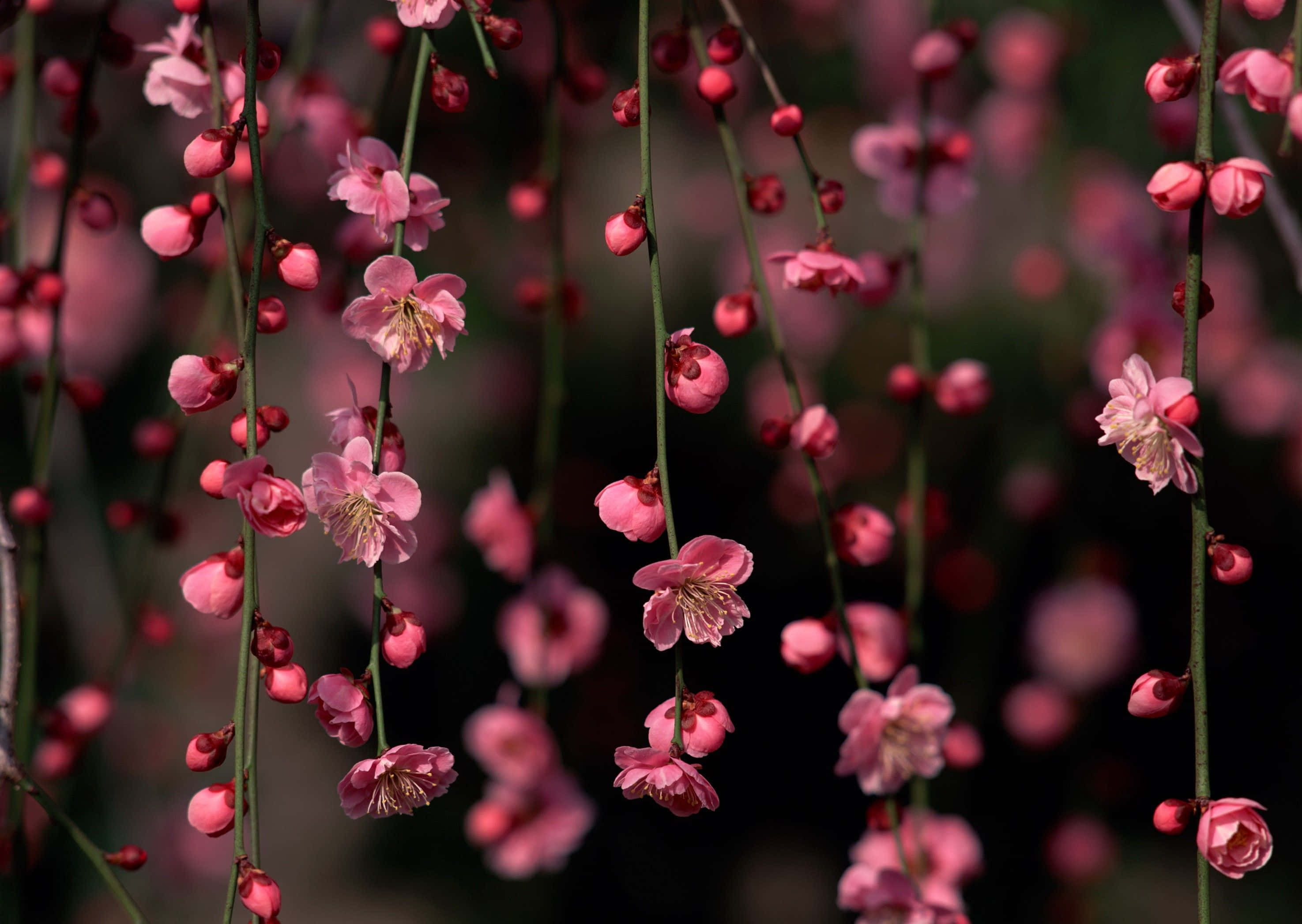 Spring Bloom, pink blossoms, slender branches, 2K Desktop Wallpaper