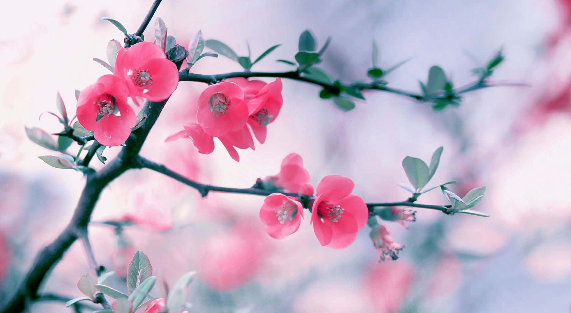 Spring Bloom, pink blossoms, slender branch, HD Desktop Wallpaper