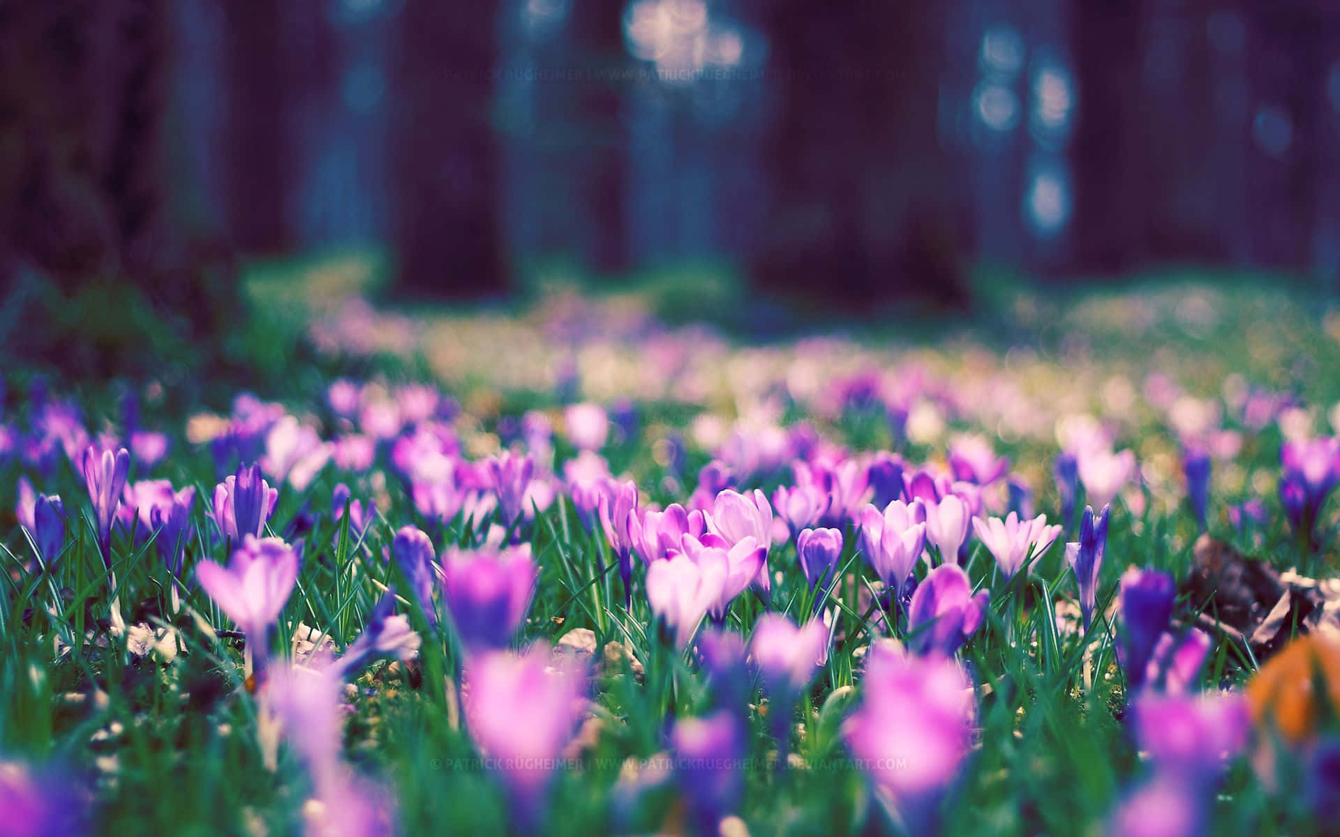 Spring Bloom, vibrant purple crocuses, sunlit forest clearing, Full HD Desktop Wallpaper