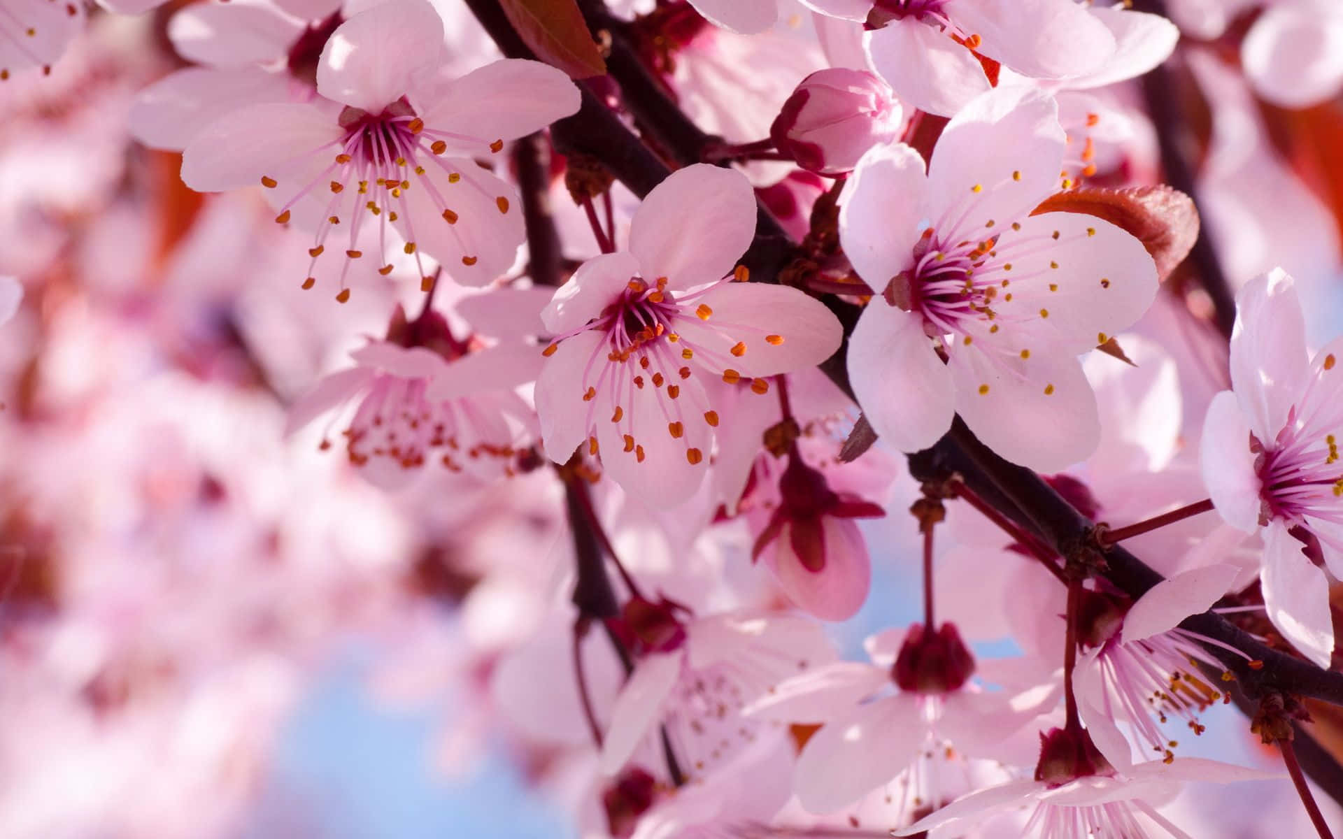 Spring Bloom, cherry blossoms, pink, Full HD Desktop Wallpaper
