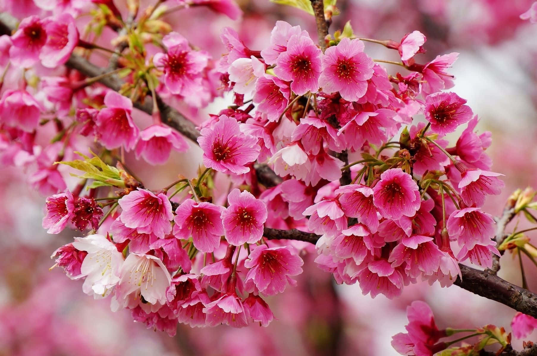Spring Bloom, 1806 x 1200, vibrant pink cherry blossoms, HD Desktop Wallpaper