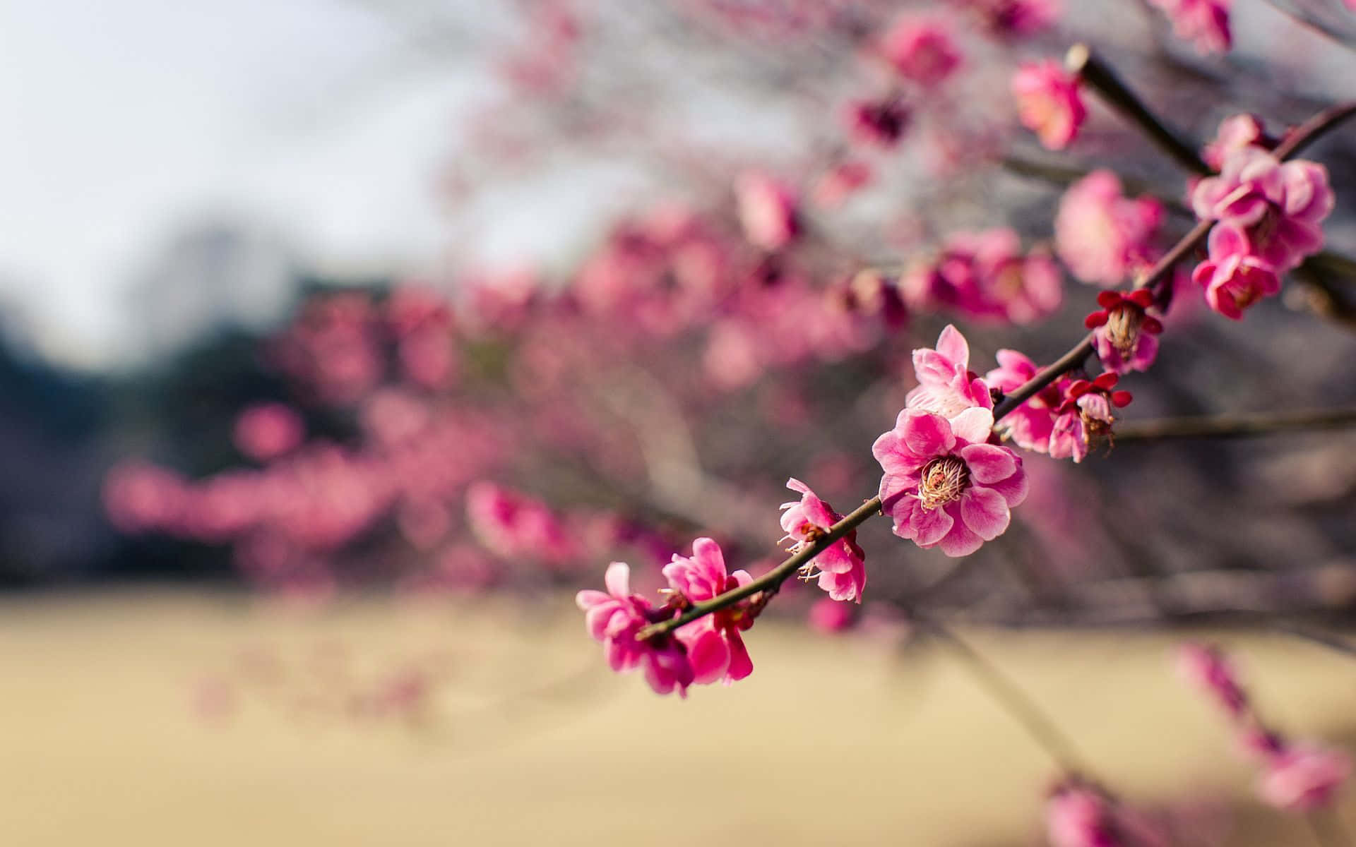 Spring Bloom, pink cherry blossoms, slender branches, Full HD Desktop Wallpaper