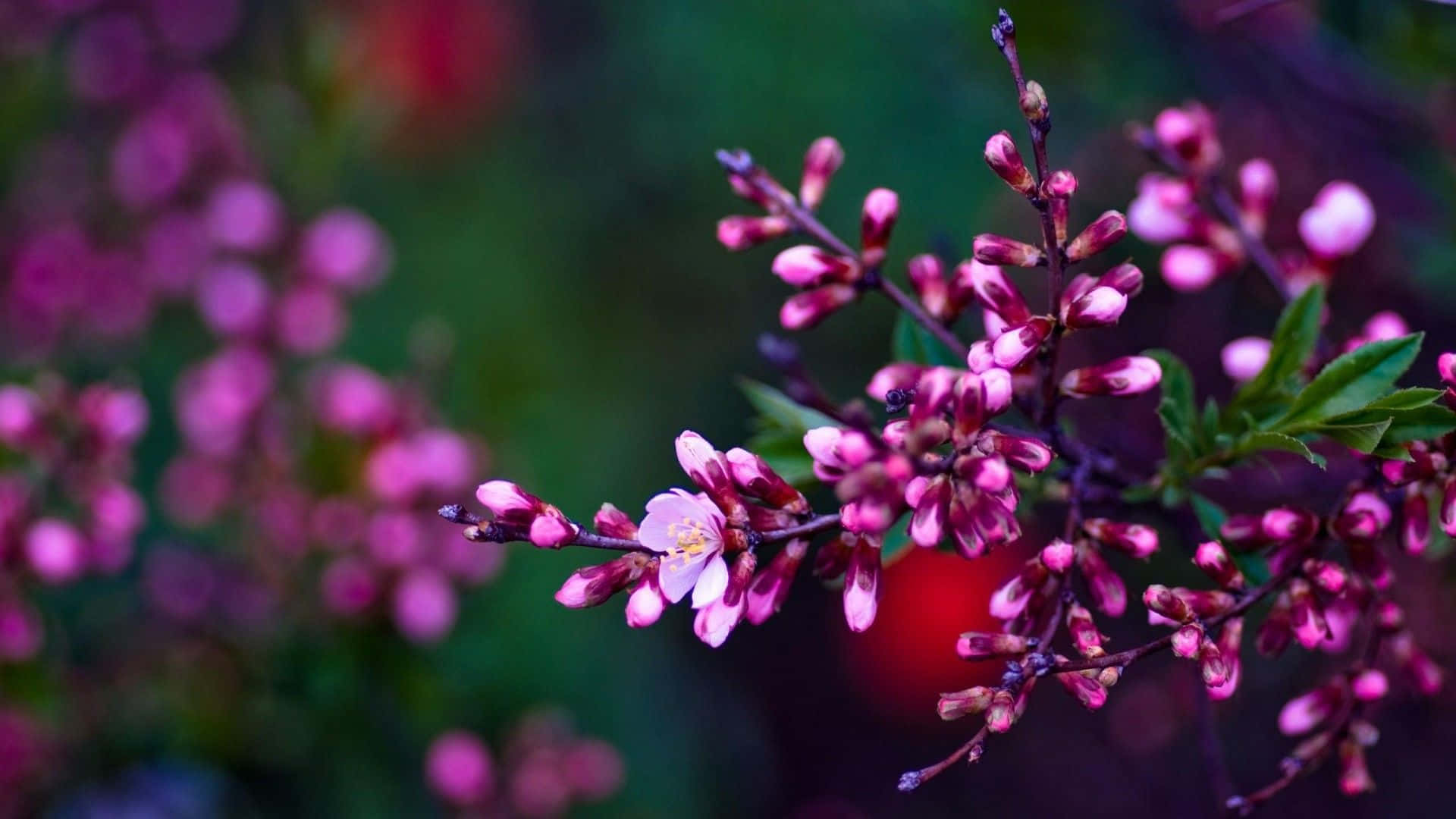 spring bloom, pink blossoms, green leaves, Full HD Desktop Wallpaper