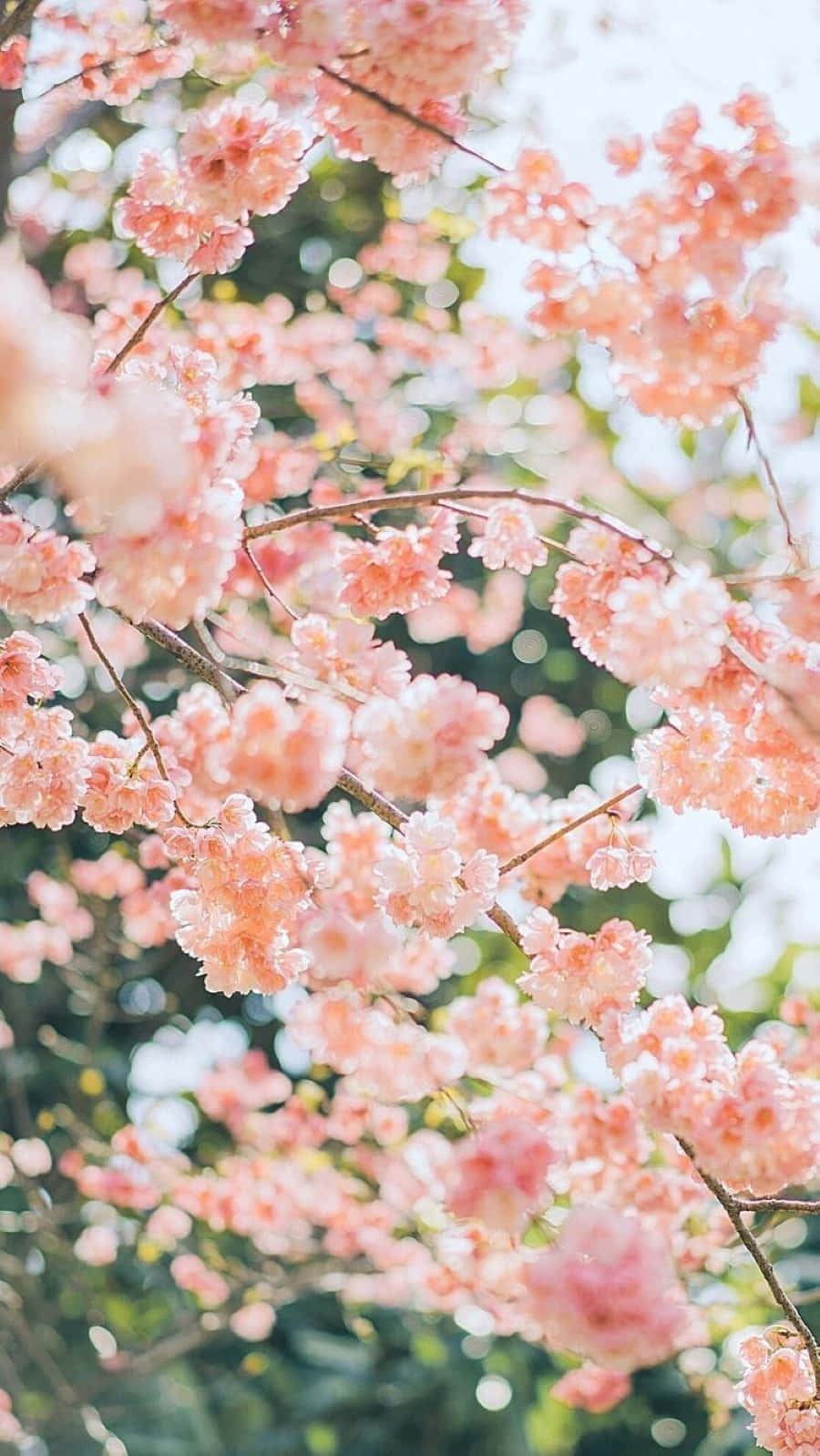Spring Bloom, soft pink cherry blossoms, bright sunlit sky, HD Phone Wallpaper