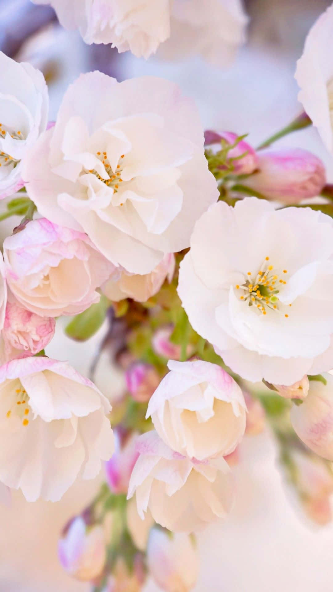 Spring Bloom, 1080 x 1920, cherry blossoms, Full HD Phone Wallpaper
