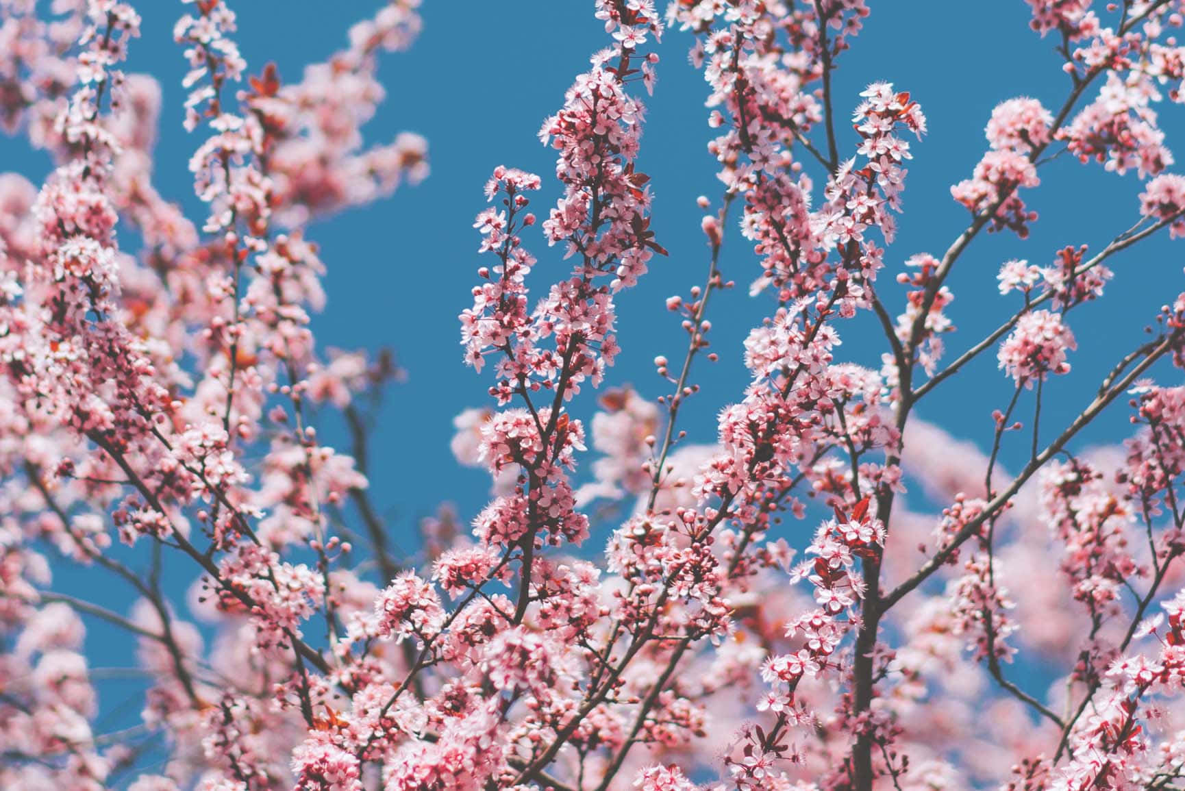 Spring Bloom, pink cherry blossoms, vivid blue sky, HD Desktop Wallpaper