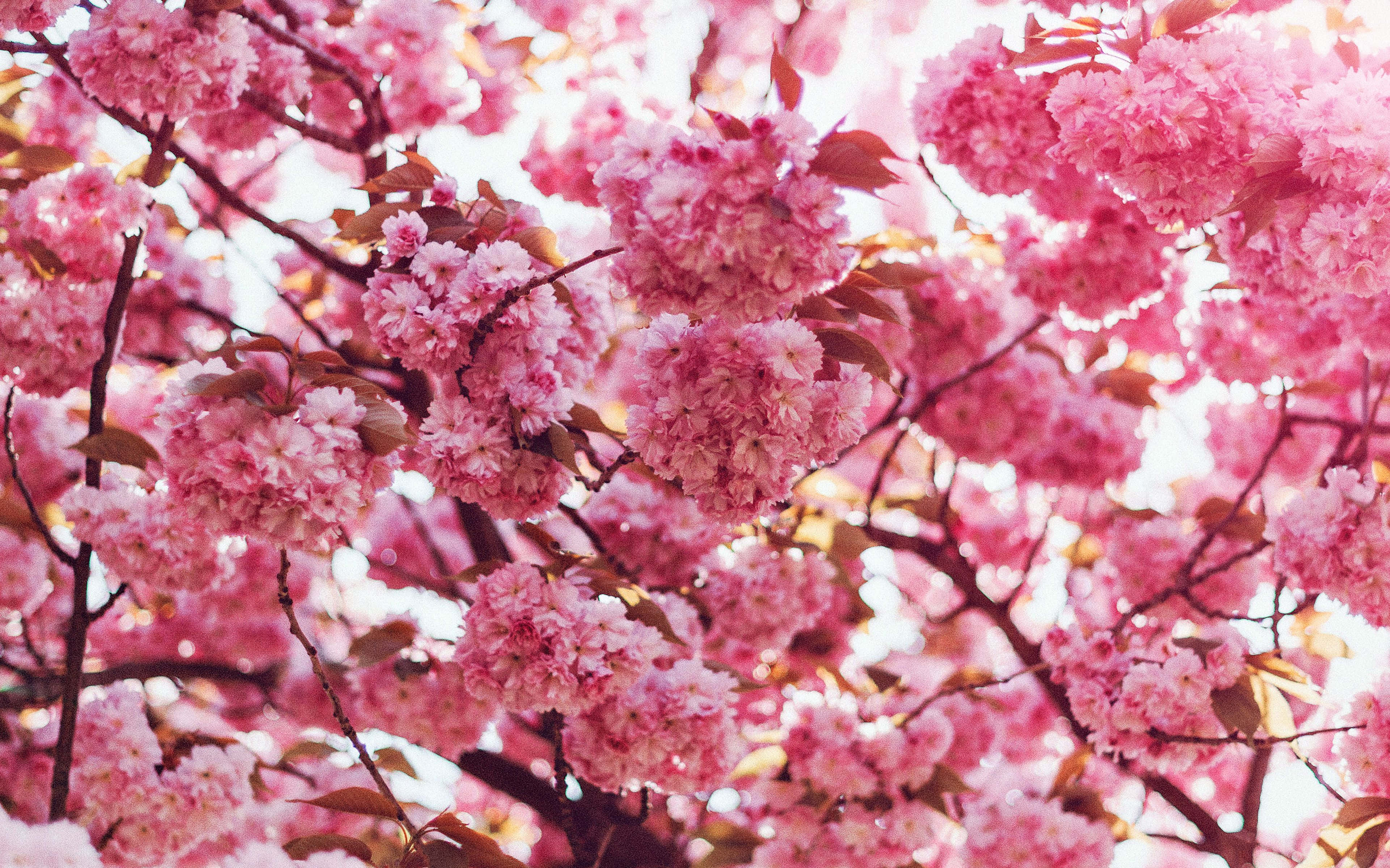 Spring Bloom, pink cherry blossoms, soft petals, 4K Desktop Wallpaper