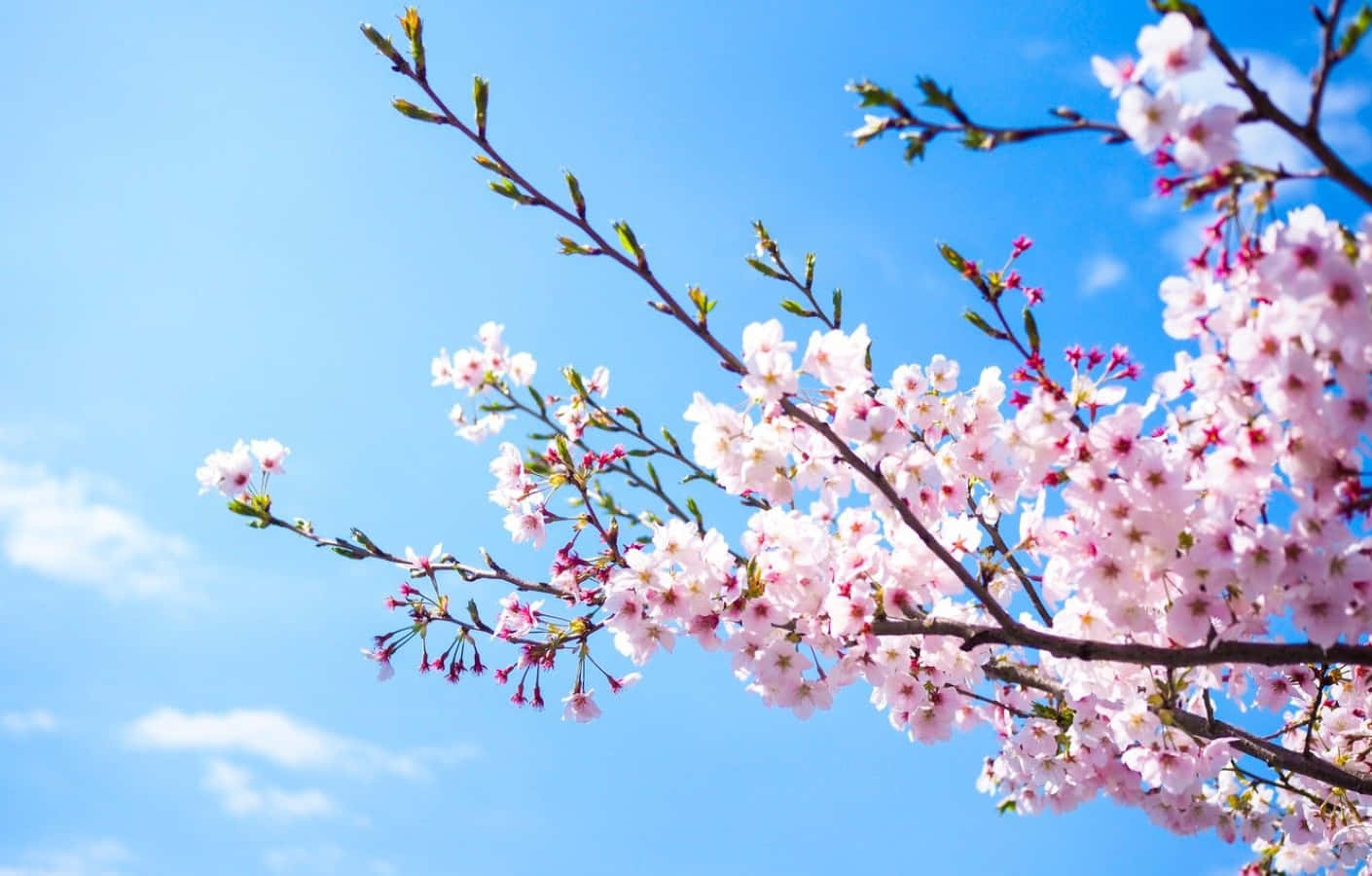 Spring Bloom, pink cherry blossoms, clear blue sky, HD Desktop Wallpaper