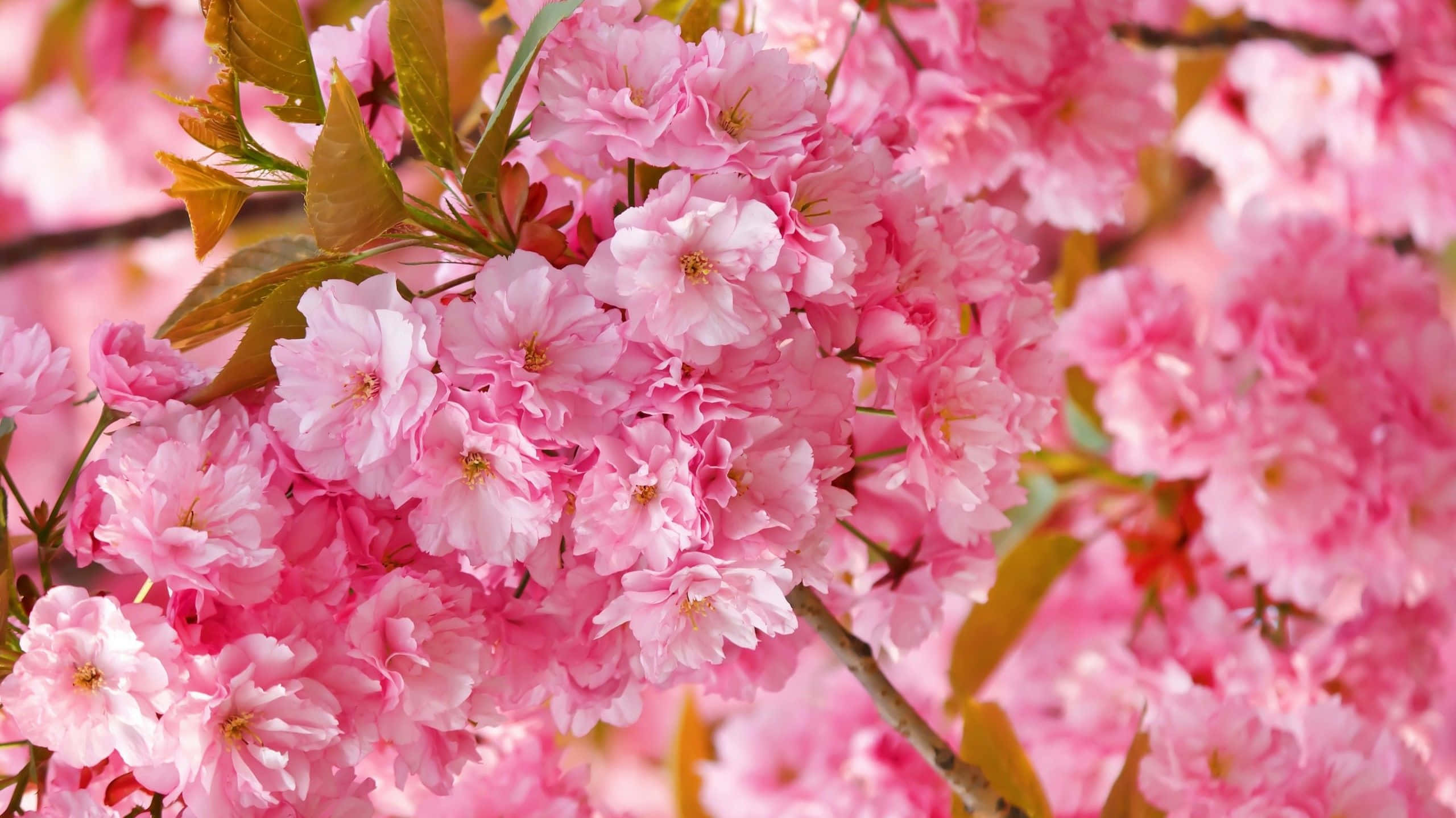 Spring Bloom, pink cherry blossoms, full bloom, 2K Desktop Wallpaper