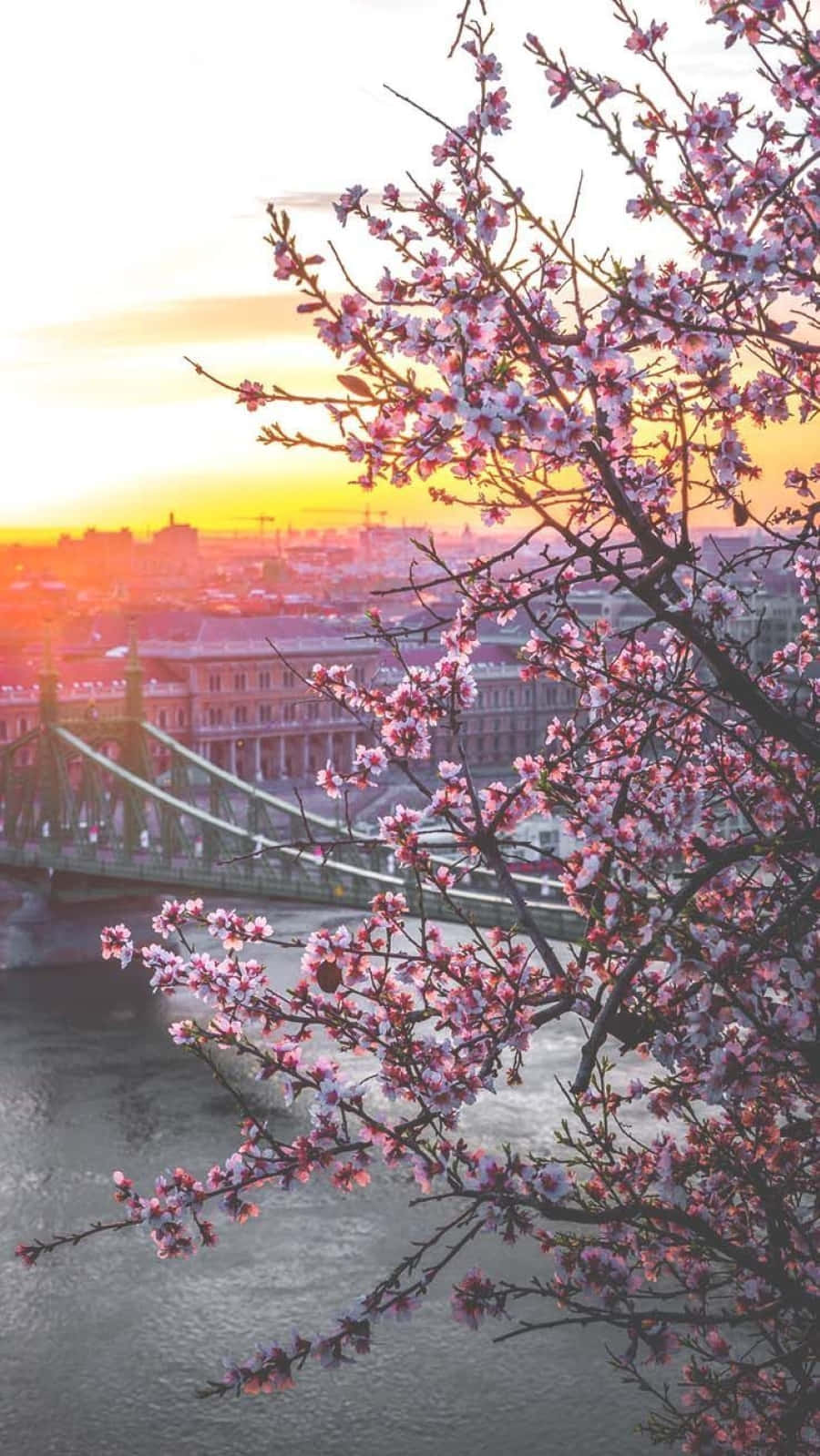 Spring Bloom, pink cherry blossoms, cityscape, HD Phone Wallpaper