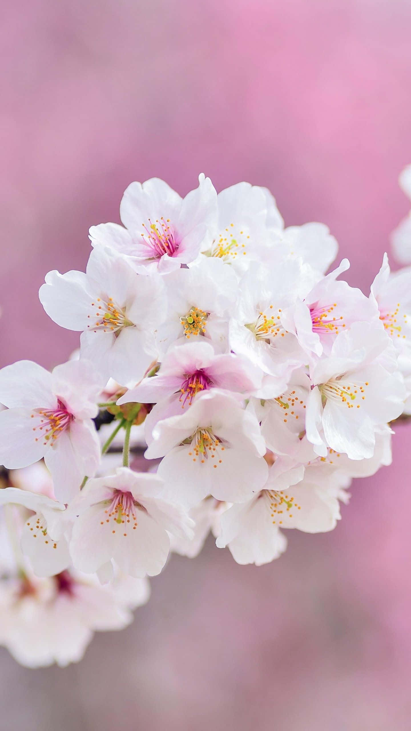 Spring Bloom, white cherry blossoms, pink centers, 2K Phone Wallpaper