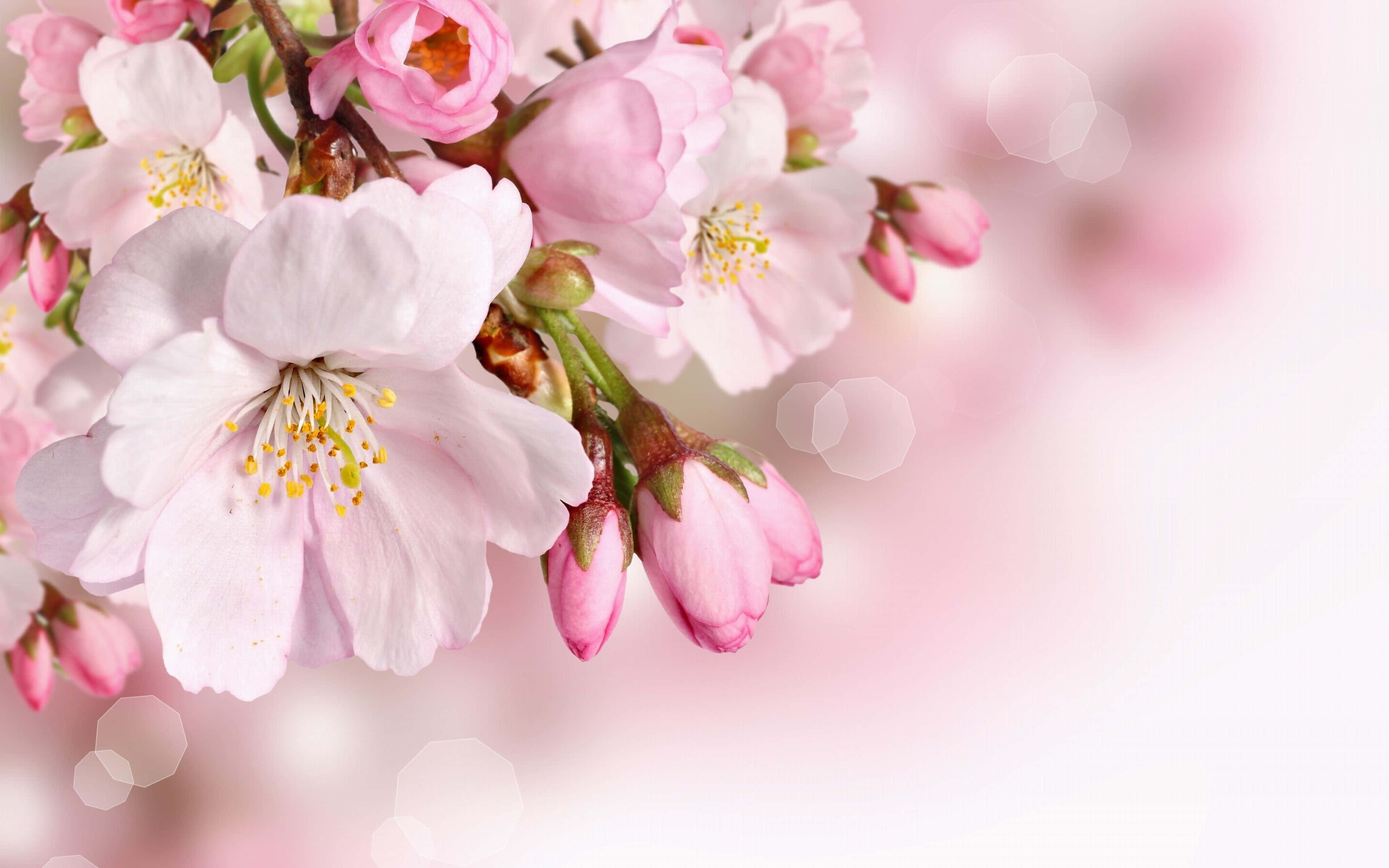 Spring Bloom, cherry blossoms, soft pink, 4K Desktop Wallpaper
