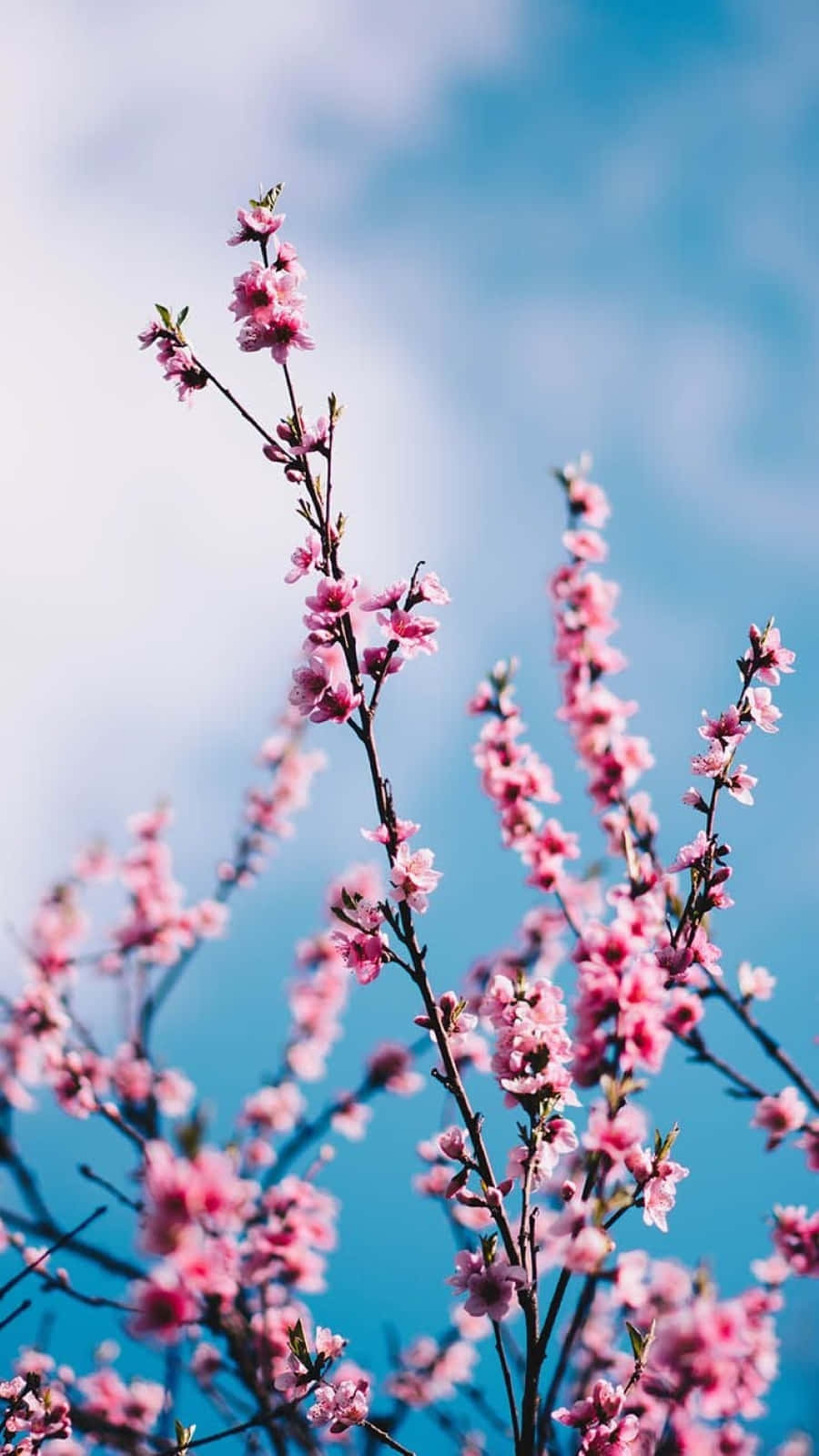 Spring Bloom, pink cherry blossoms, slender branches, HD Phone Wallpaper