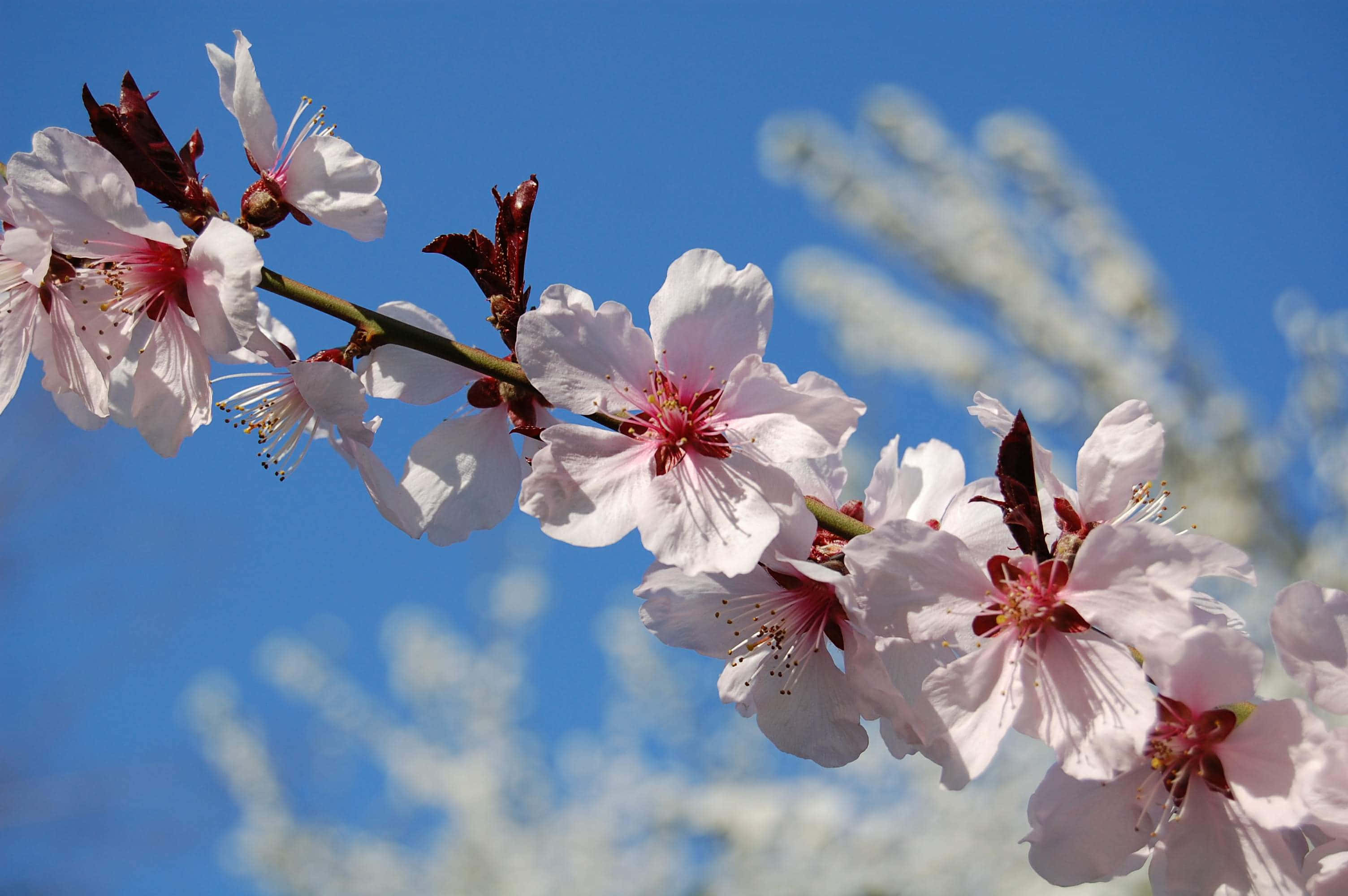 Spring Bloom, pink cherry blossoms, vibrant blue sky, 2K Desktop Wallpaper