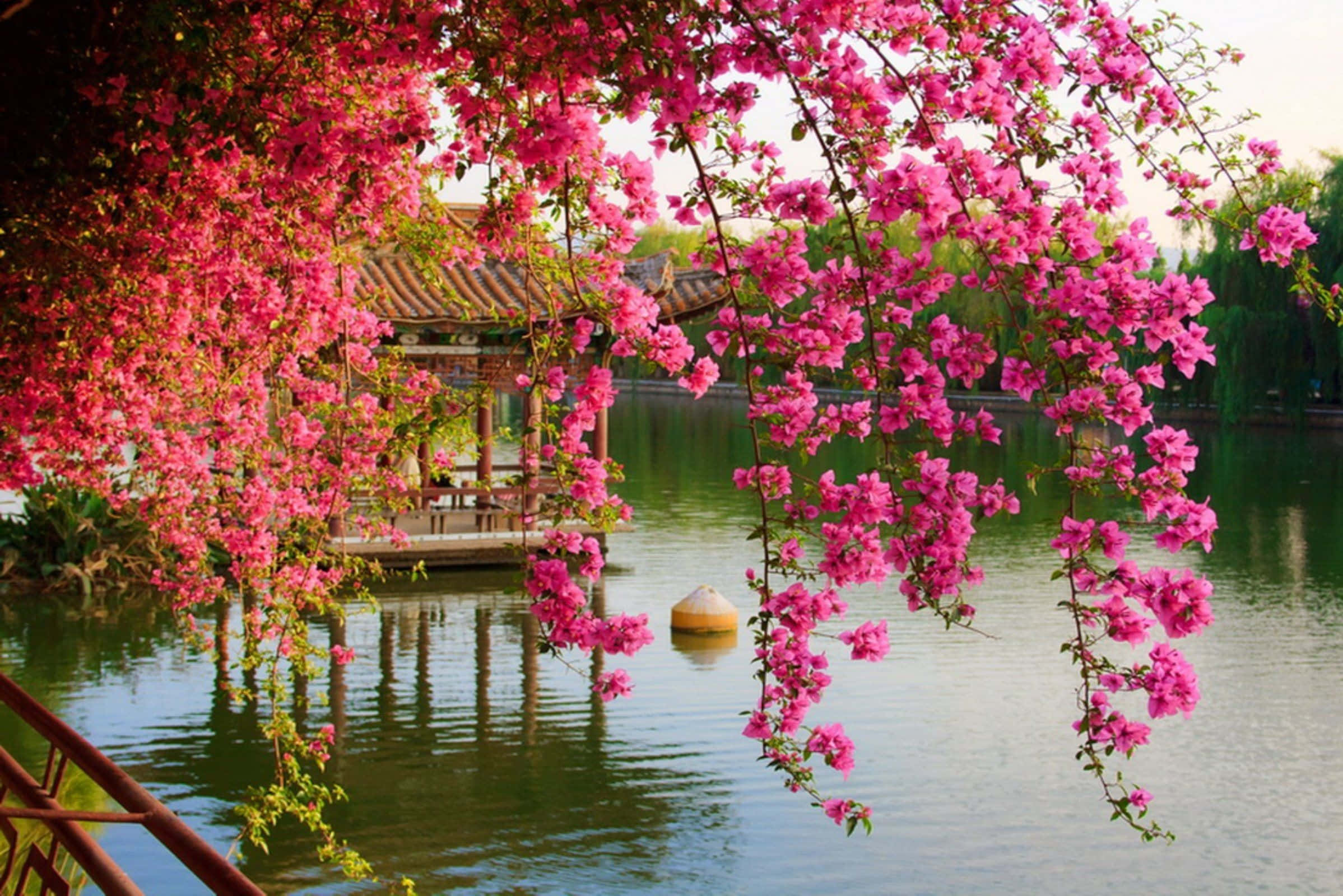 Spring Bloom, pink blossoms, tranquil pond, Full HD Desktop Wallpaper