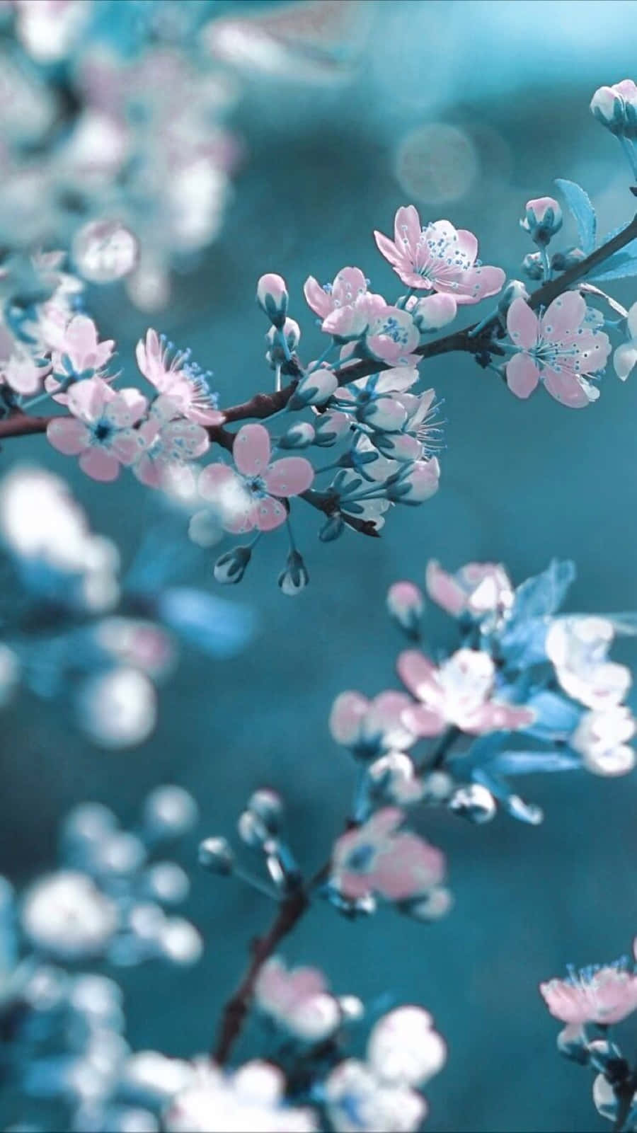 Spring Bloom, pink cherry blossoms, dark branches, HD Phone Wallpaper