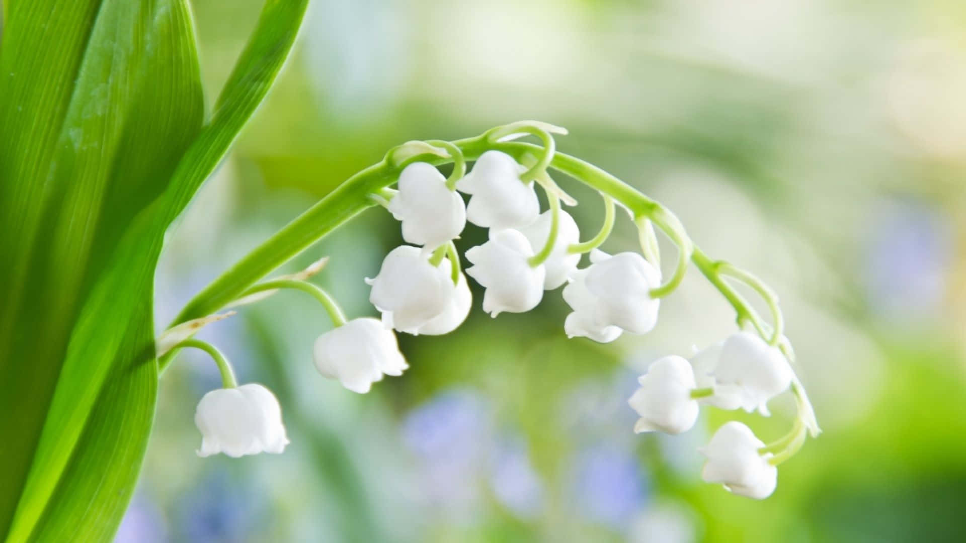 Spring Bloom, white lily of the valley, slender green stem, Full HD Desktop Wallpaper