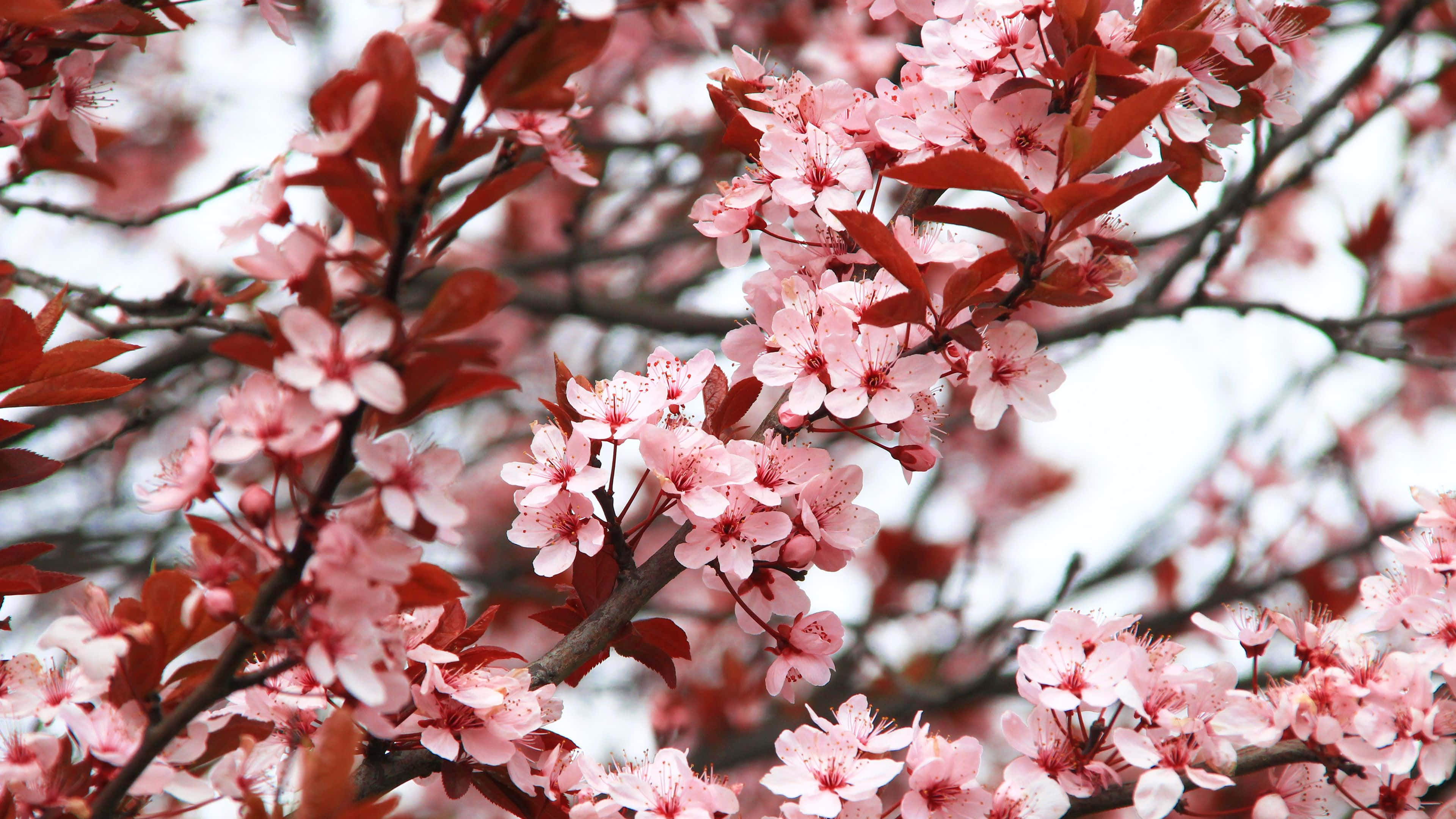 spring revival, pink cherry blossoms, deep red leaves, 4K Desktop Wallpaper