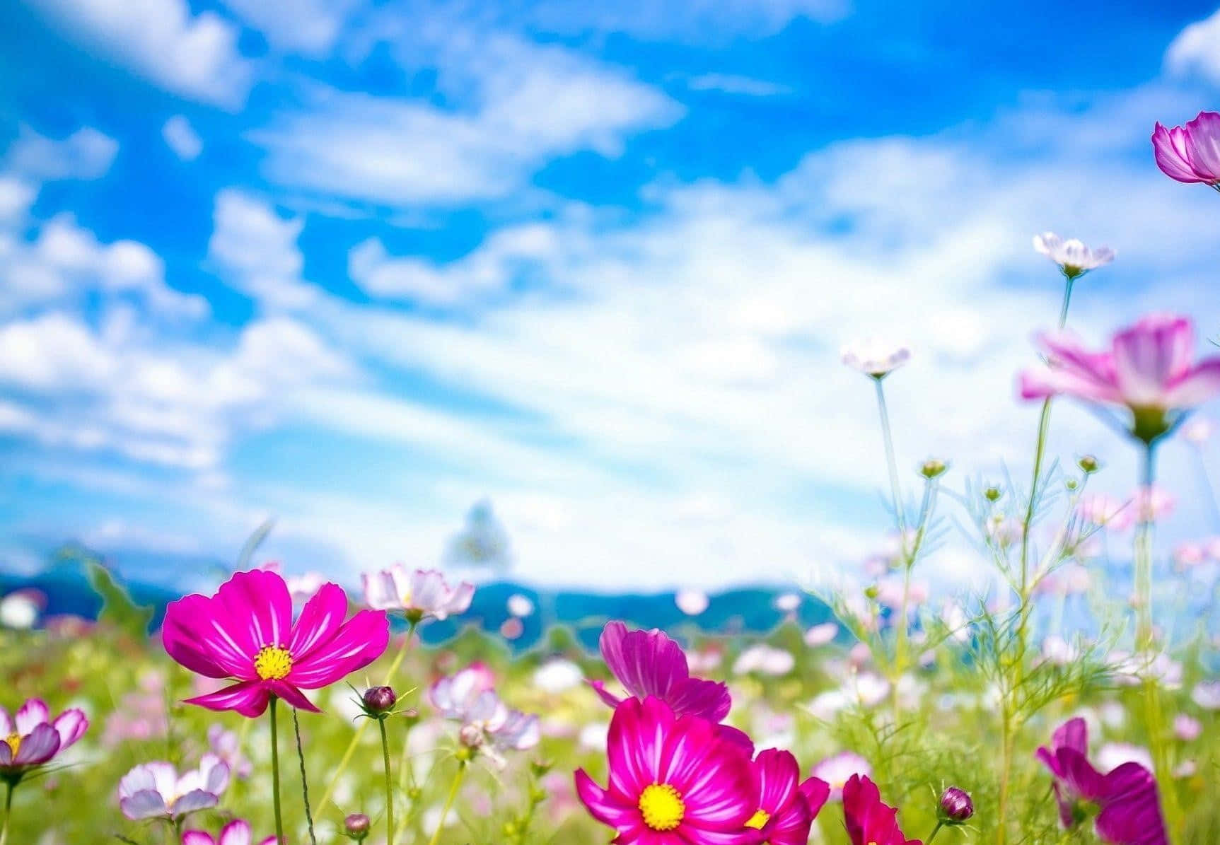 spring bloom, pink cosmos flowers, sunlit meadow, HD Desktop Wallpaper