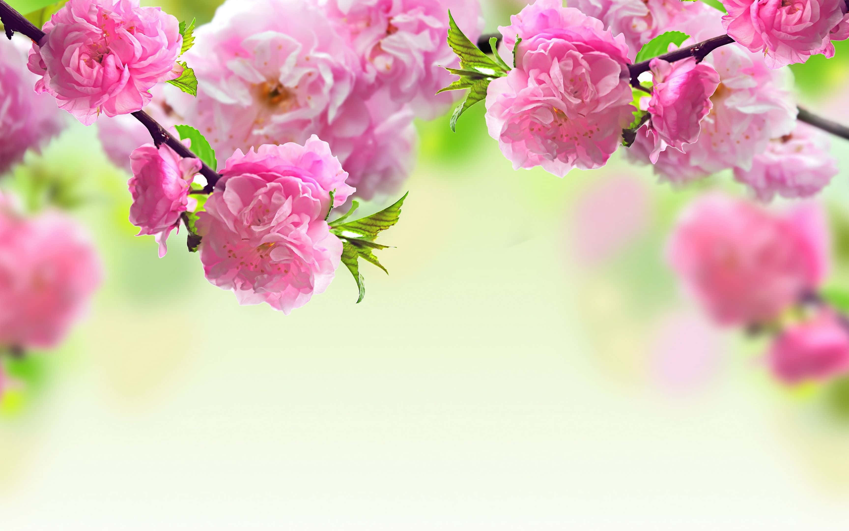Spring Bloom, pink cherry blossoms, dark branches, 2K Desktop Wallpaper