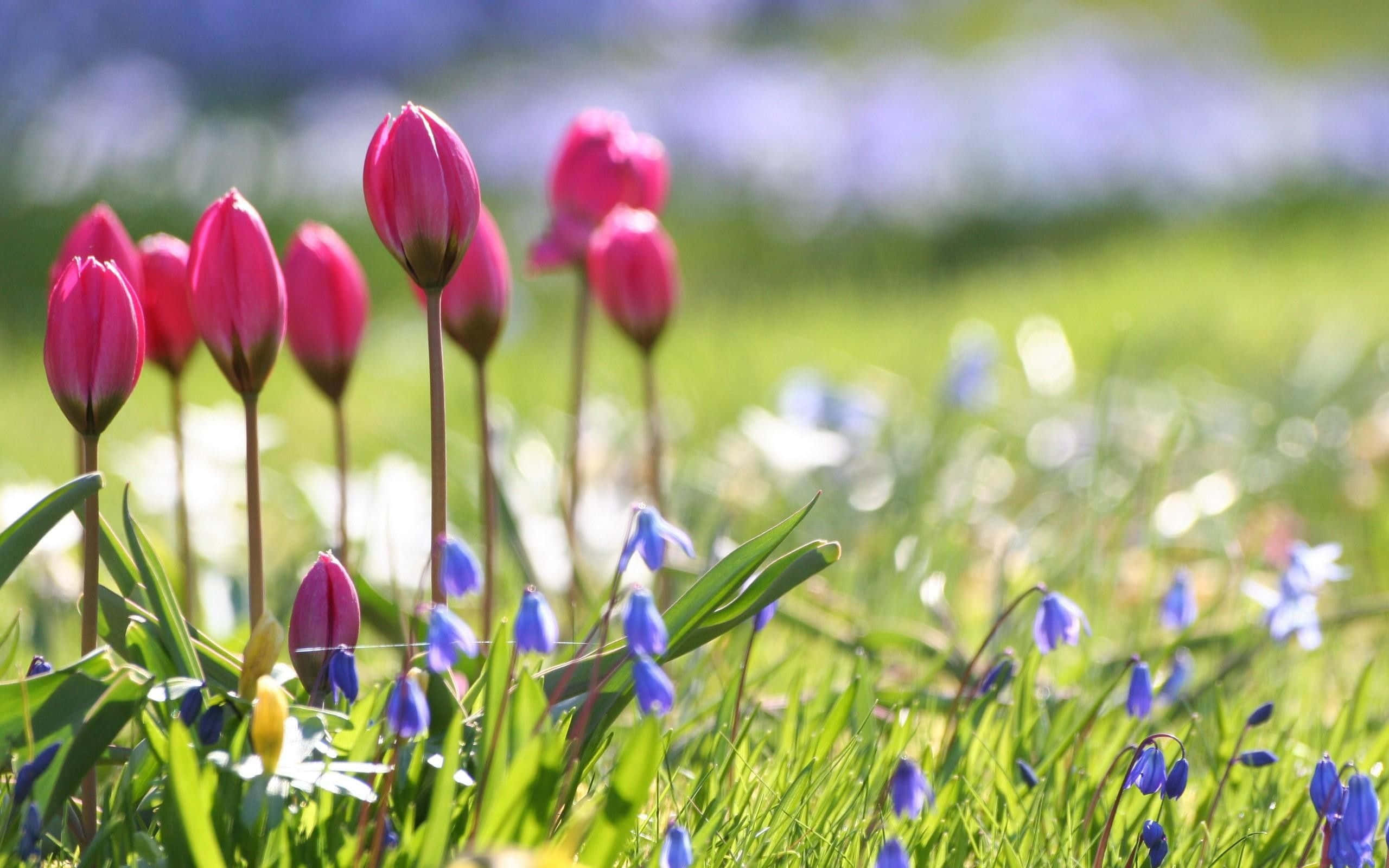 Spring Bloom, pink tulip buds, blue scilla flowers, 2K Desktop Wallpaper