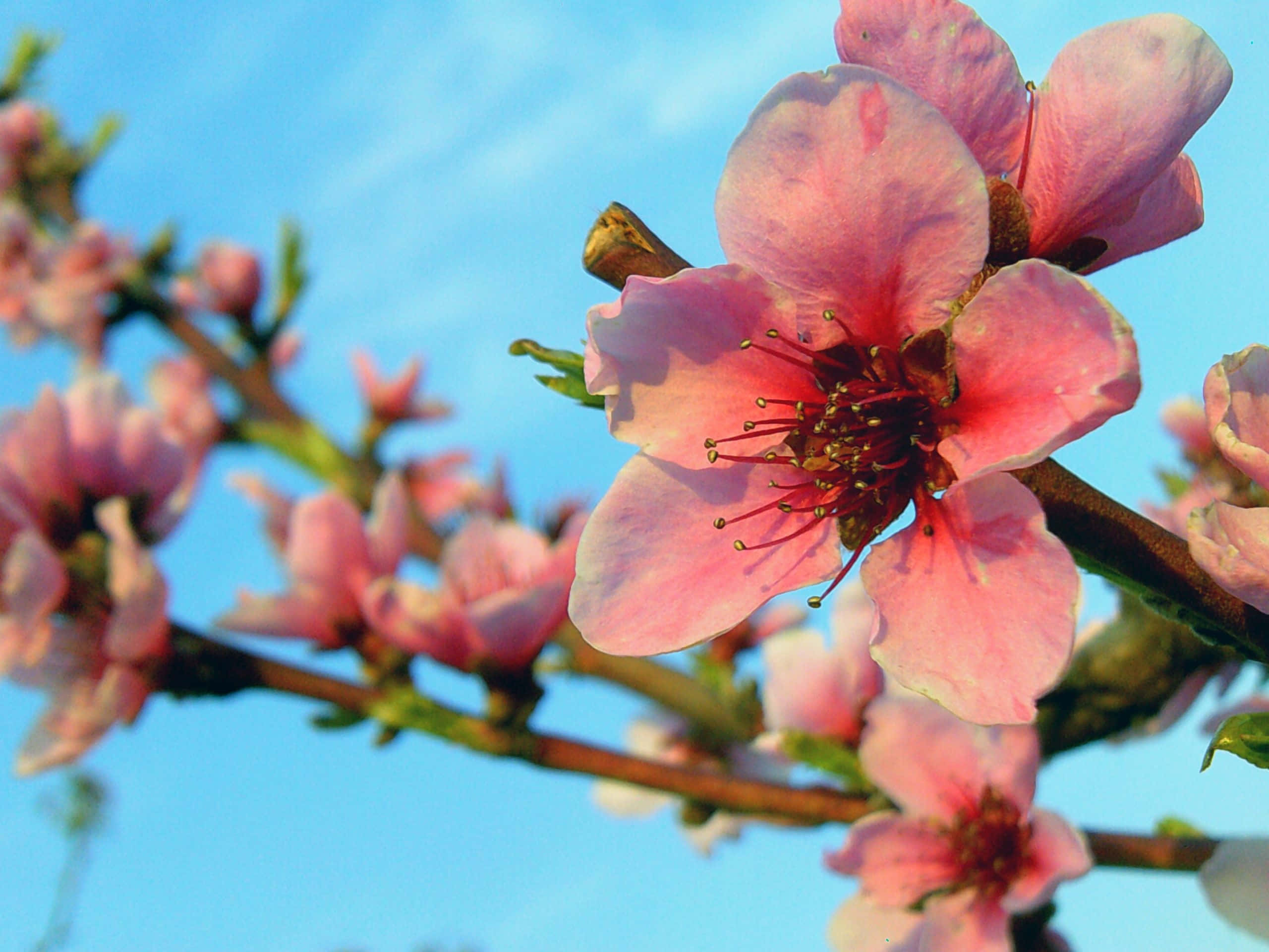 Spring Bloom, pink peach blossoms, branch, 2K Desktop Wallpaper