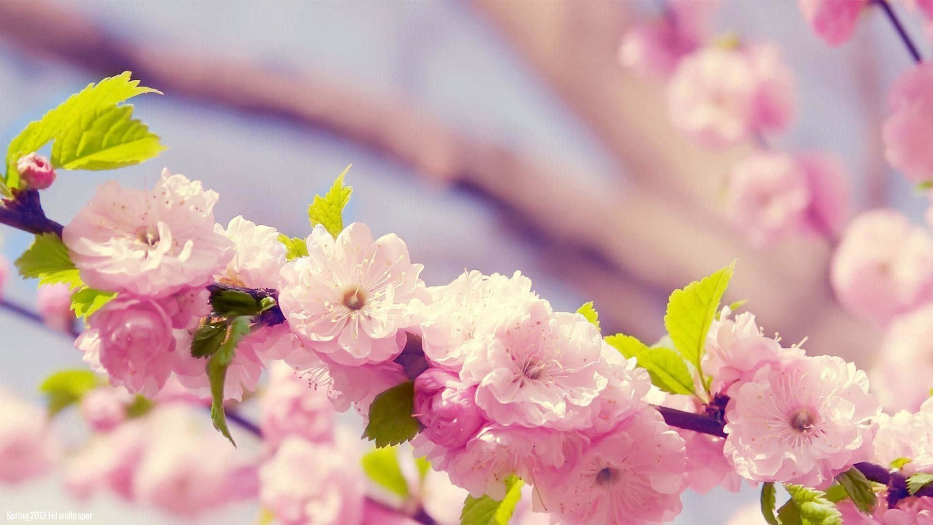spring bloom, pink cherry blossoms, fresh green leaves, Full HD Desktop Wallpaper