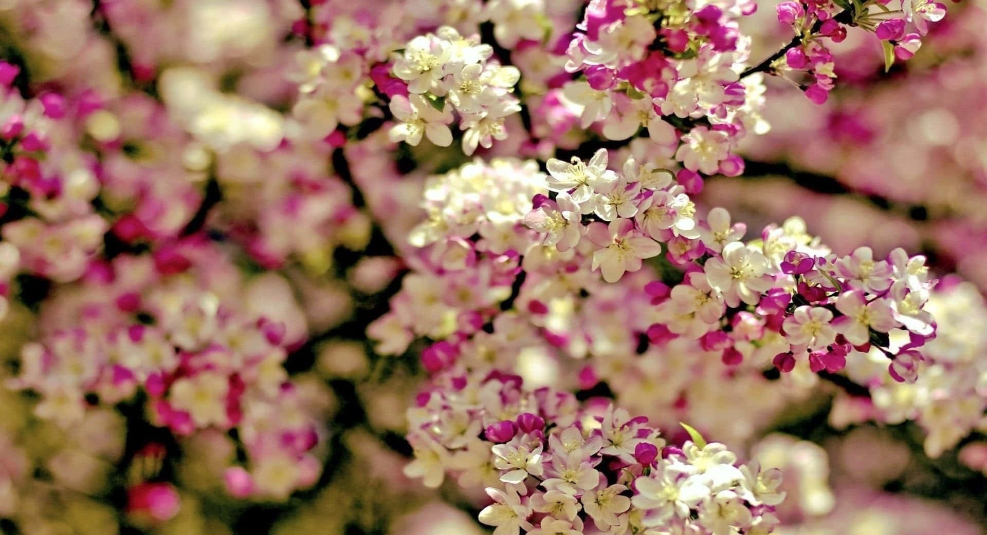 Spring Bloom, pink and white blossoms, branches, Full HD Desktop Wallpaper