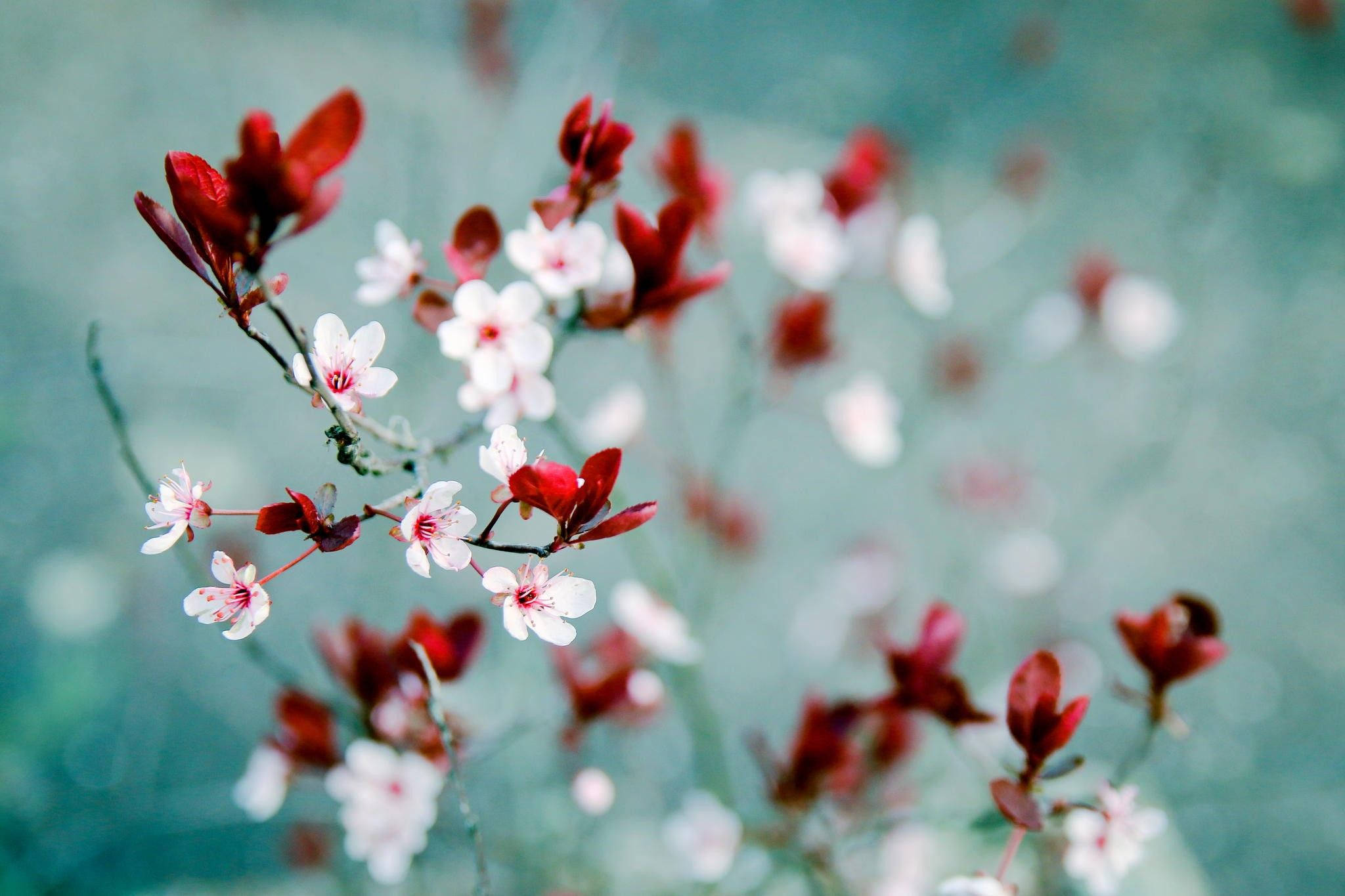 white blossoms, red blossoms, slender branches, Full HD Desktop Wallpaper