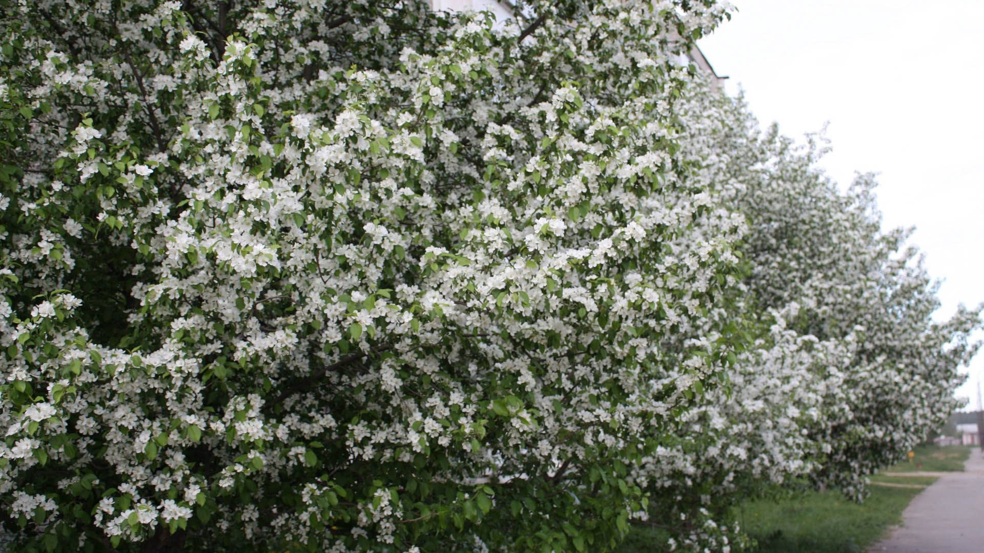 apple trees, white flowers, green leaves, Full HD Desktop Wallpaper