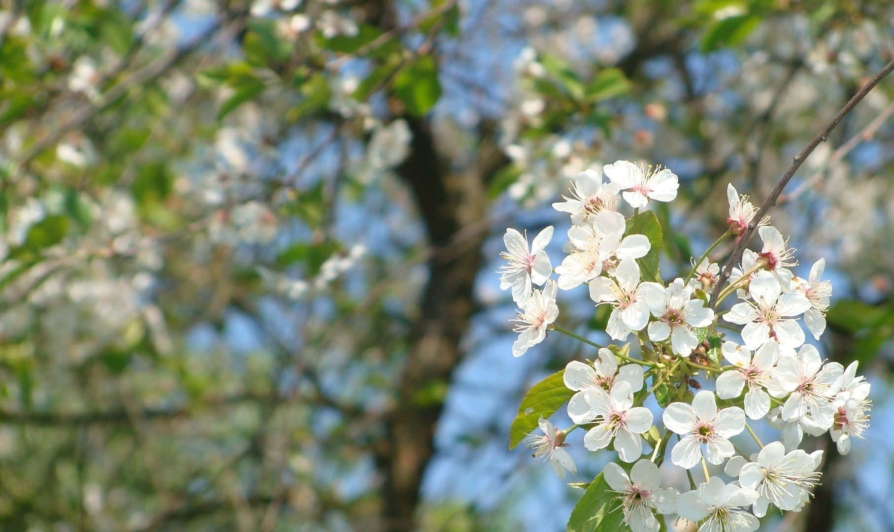 Spring Bloom, white cherry blossoms, pink stamens, HD Desktop Wallpaper