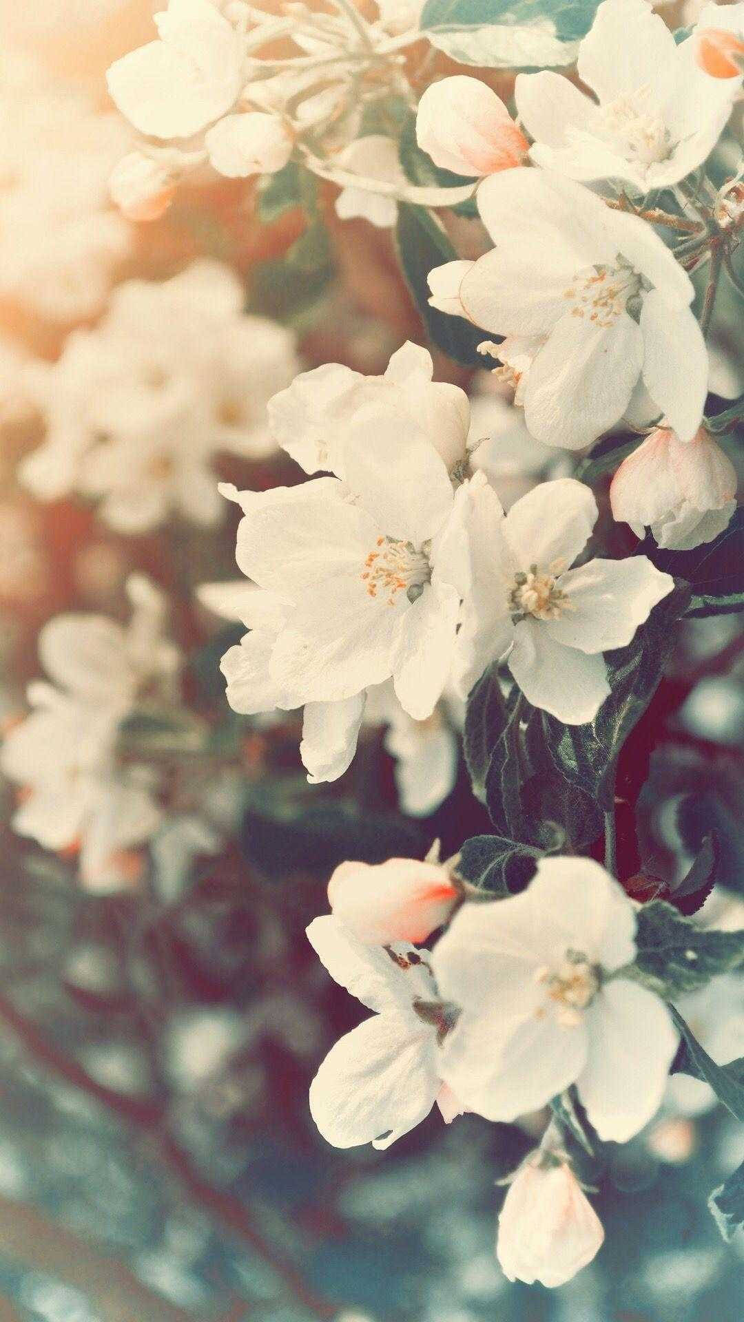 white spring aesthetic, soft white blossoms, delicate petals, Full HD Phone Wallpaper