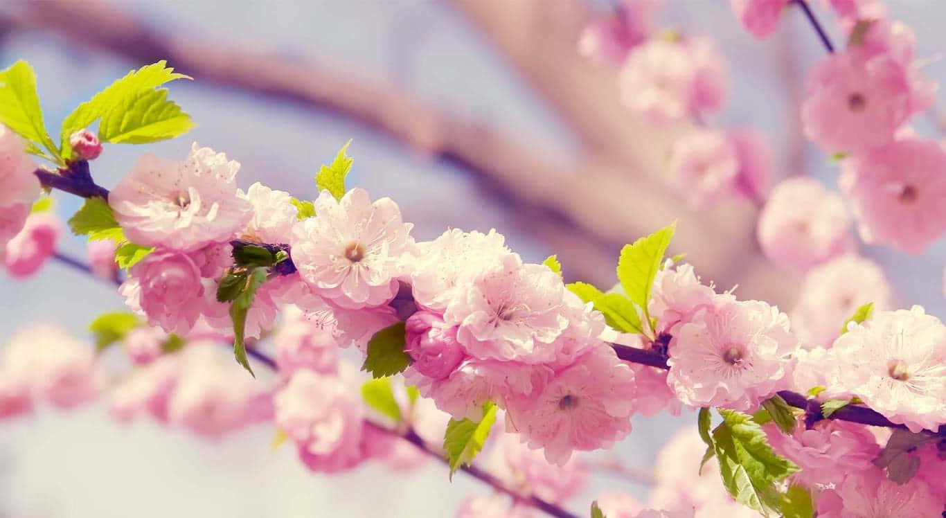 pink cherry blossoms, fresh green leaves, blurred sky, HD Desktop Wallpaper