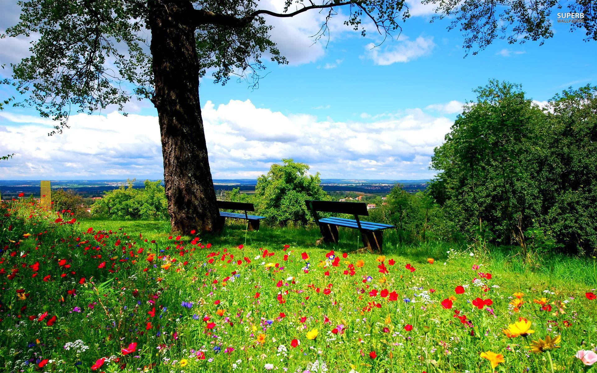 vibrant meadow, colorful wildflowers, bright blue sky, Full HD Desktop Wallpaper