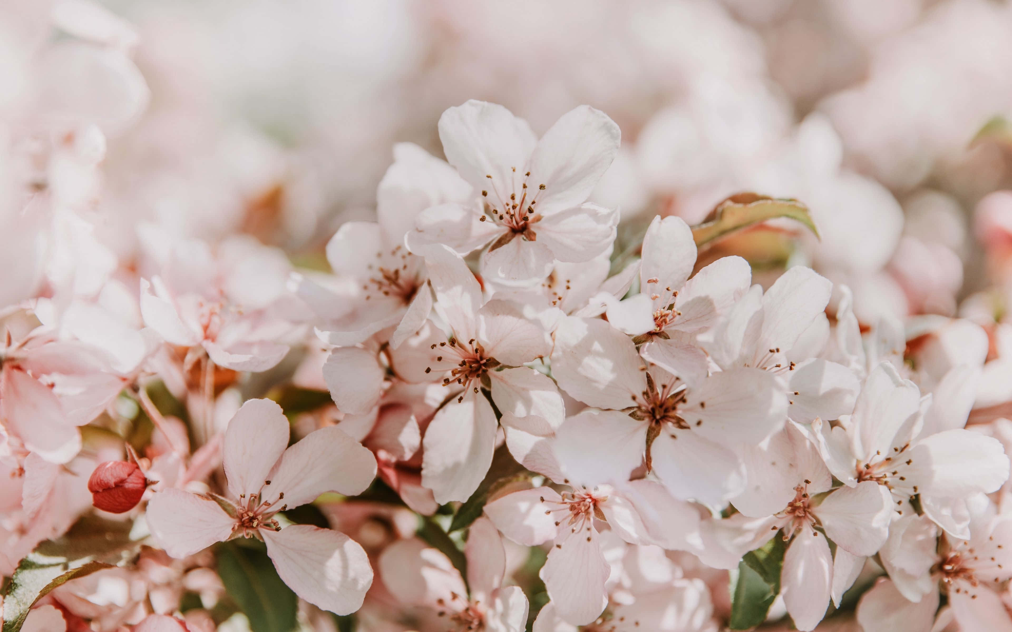 Spring Bloom, cherry blossoms, soft pink, 4K Desktop Wallpaper